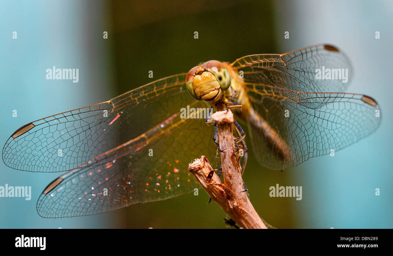 Dragonfly sitting on a branch close-up shot Stock Photo - Alamy