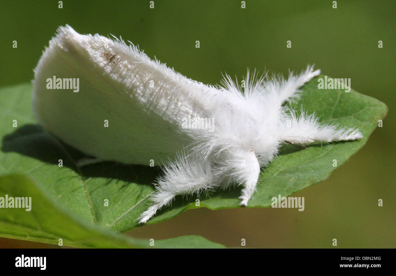 Close-up macro shots of a Female Yellow-tail Moth (Euproctis similis, a.k.a. Goldtail Moth or  Swan Moth) Stock Photo
