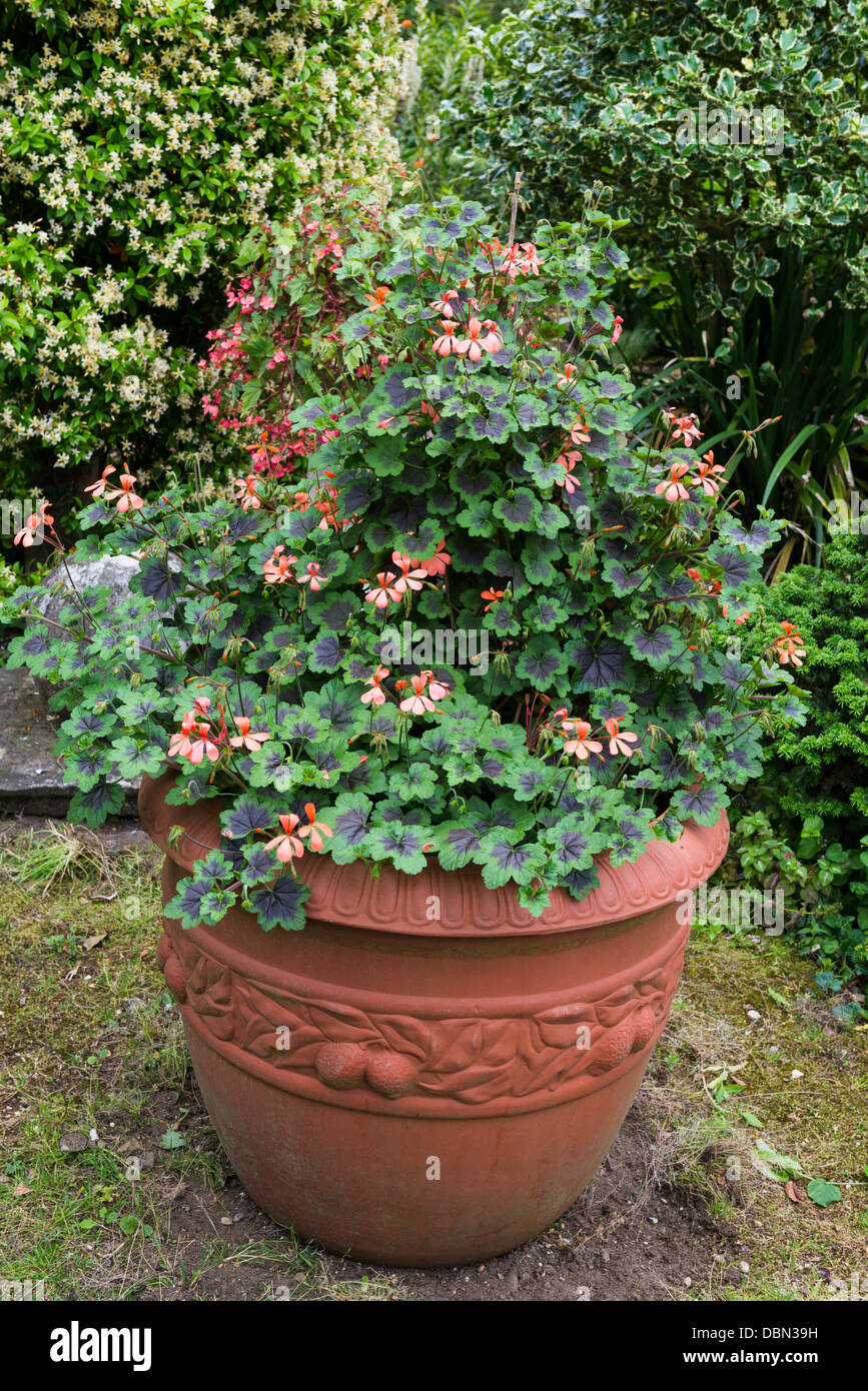 geranium in pot Stock Photo