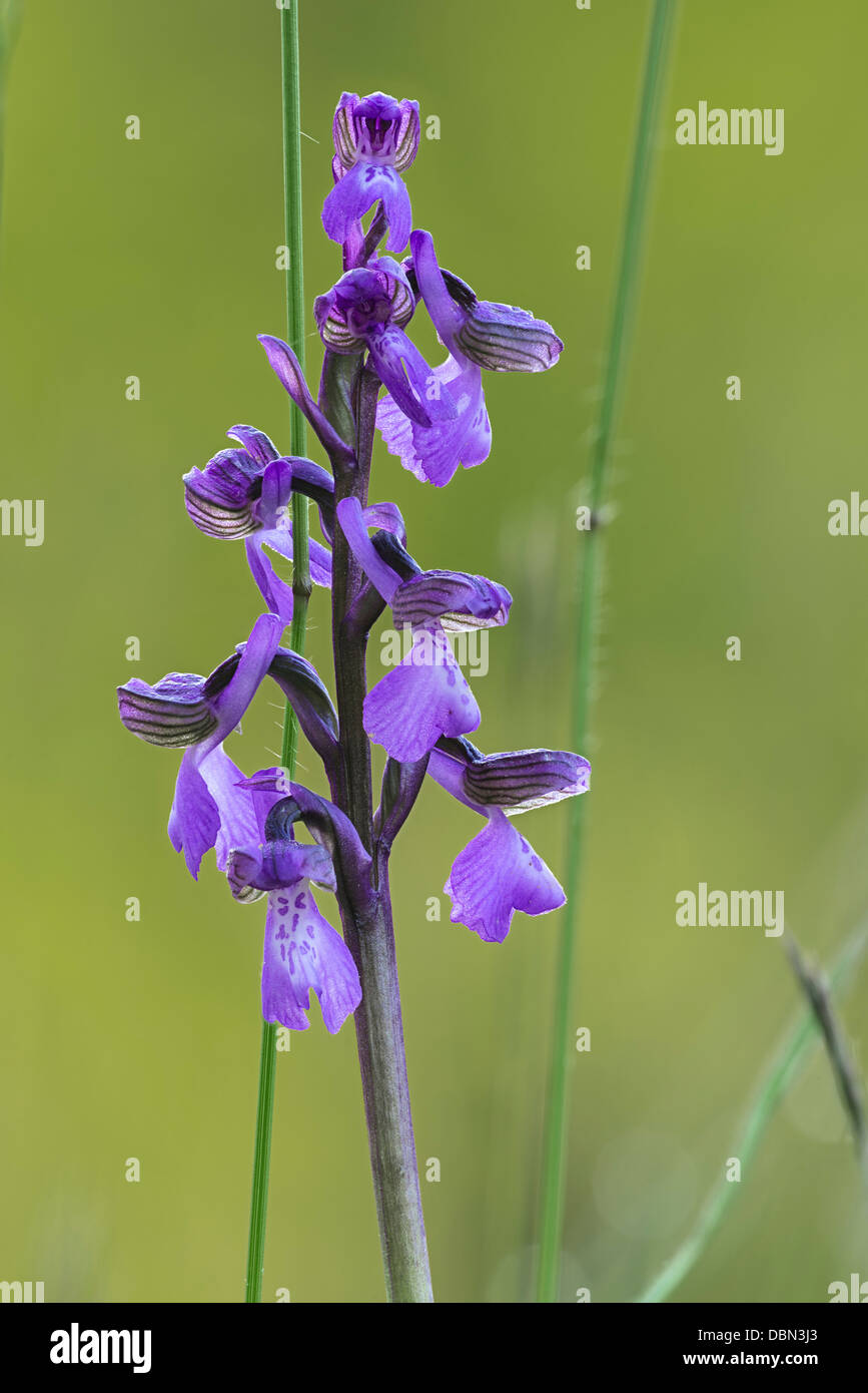 green-winged orchid orchis morio in flower Stock Photo