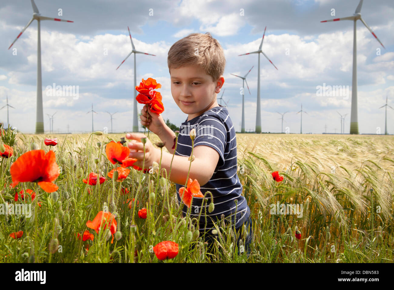 Boy On Field Plucking Poppy Flowers, Dessau, Germany, Europe Stock