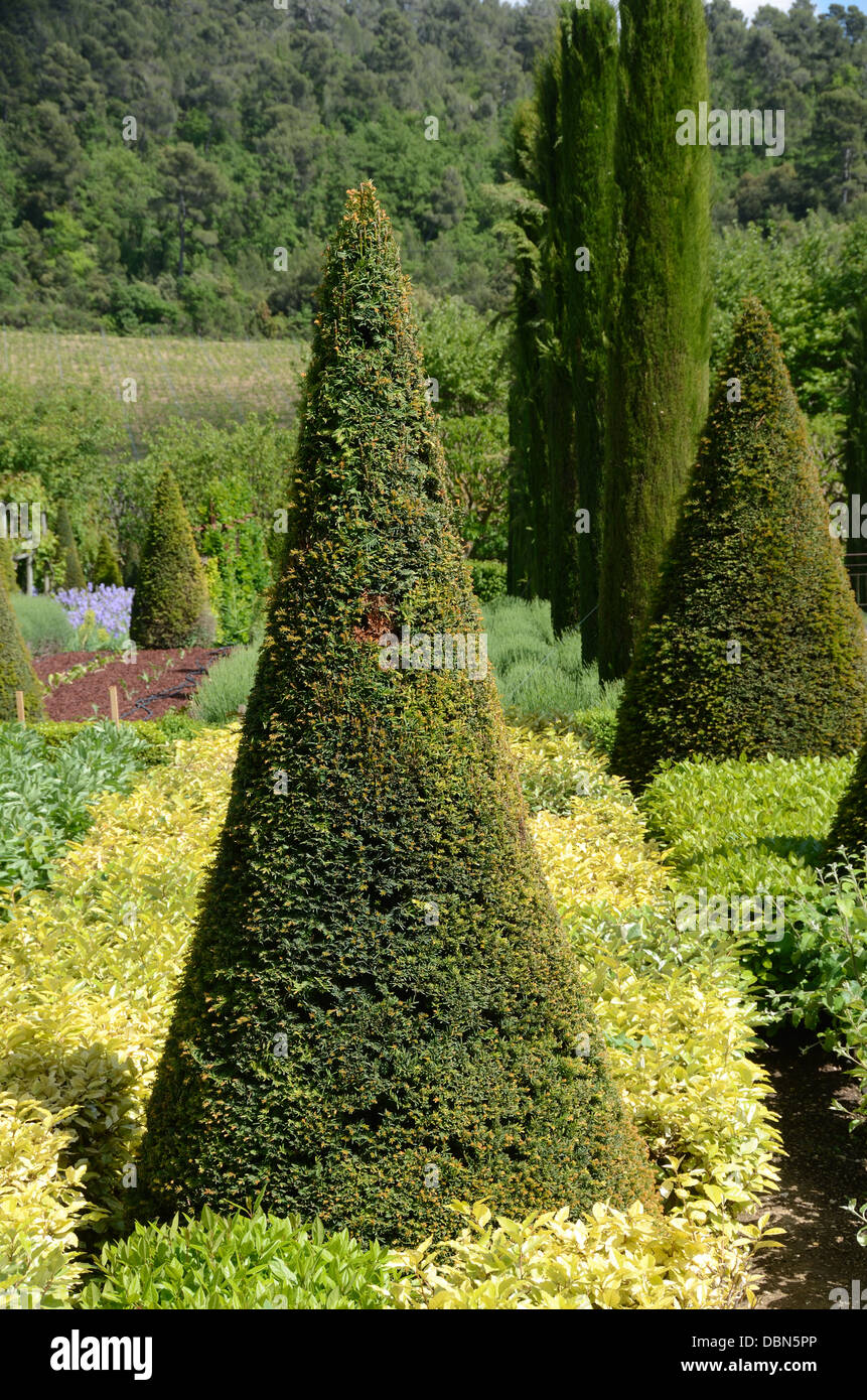 Topiary Gardens with Cone Shaped Yew Trees & Clipped Cypress Trees Château Val Joannis Pertuis Luberon Provence France Stock Photo