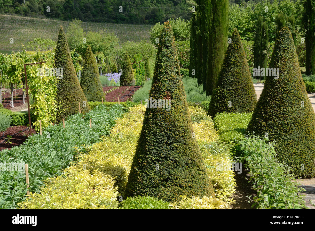 Topiary Gardens with Cone Shaped Yew Trees & Clipped Cypress Trees Château Val Joannis Pertuis Luberon Provence France Stock Photo