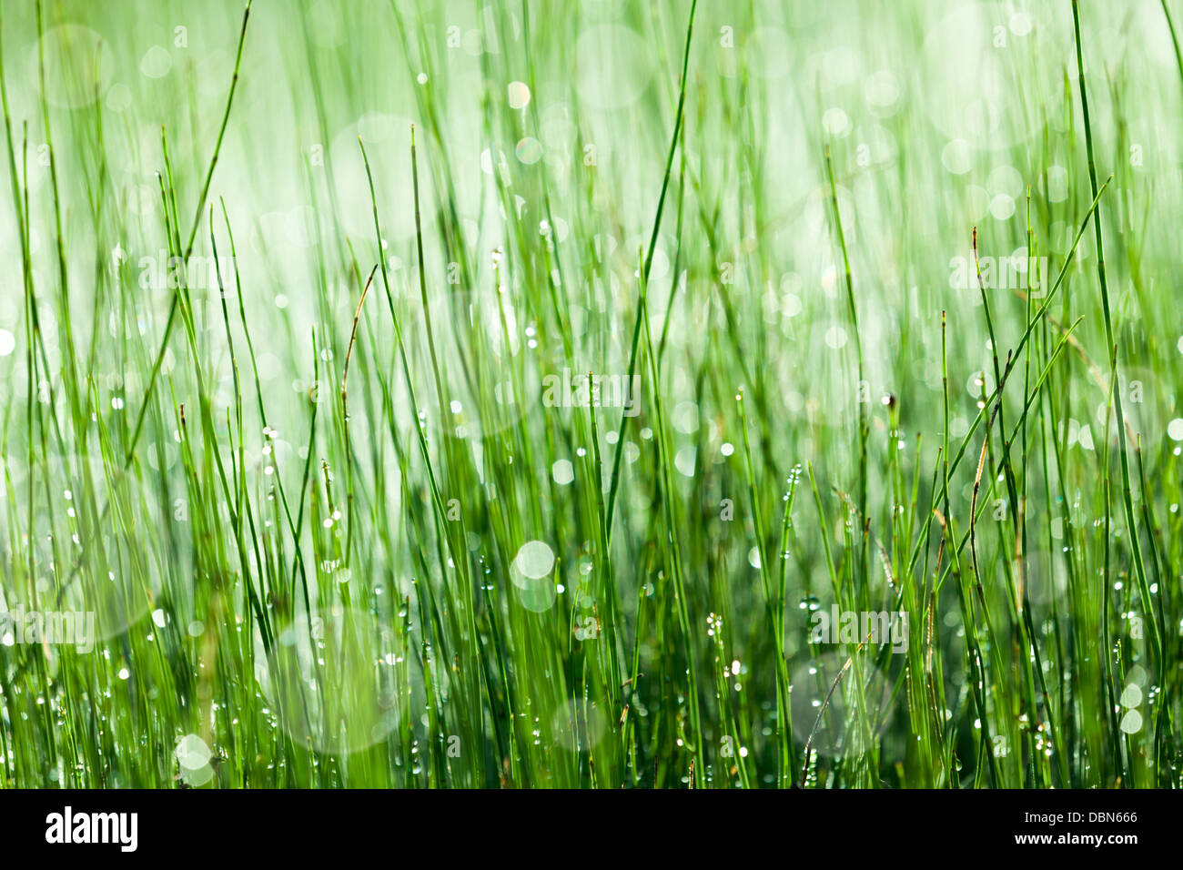 Horsetail plant with morning dew Stock Photo