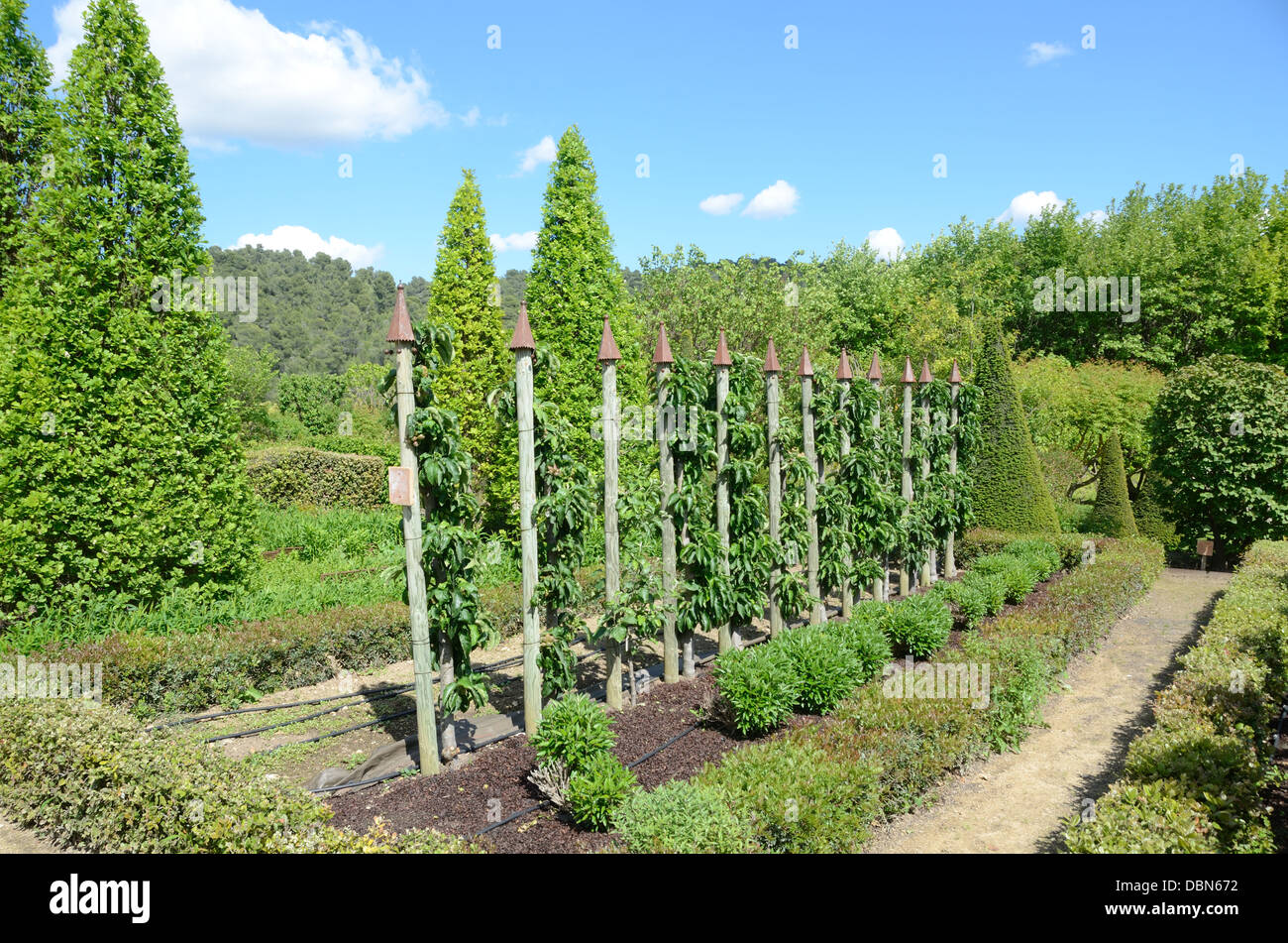 Trained Apple Trees or Orchard in the Gardens of Château Val Joannis Pertuis Luberon Provence France Stock Photo
