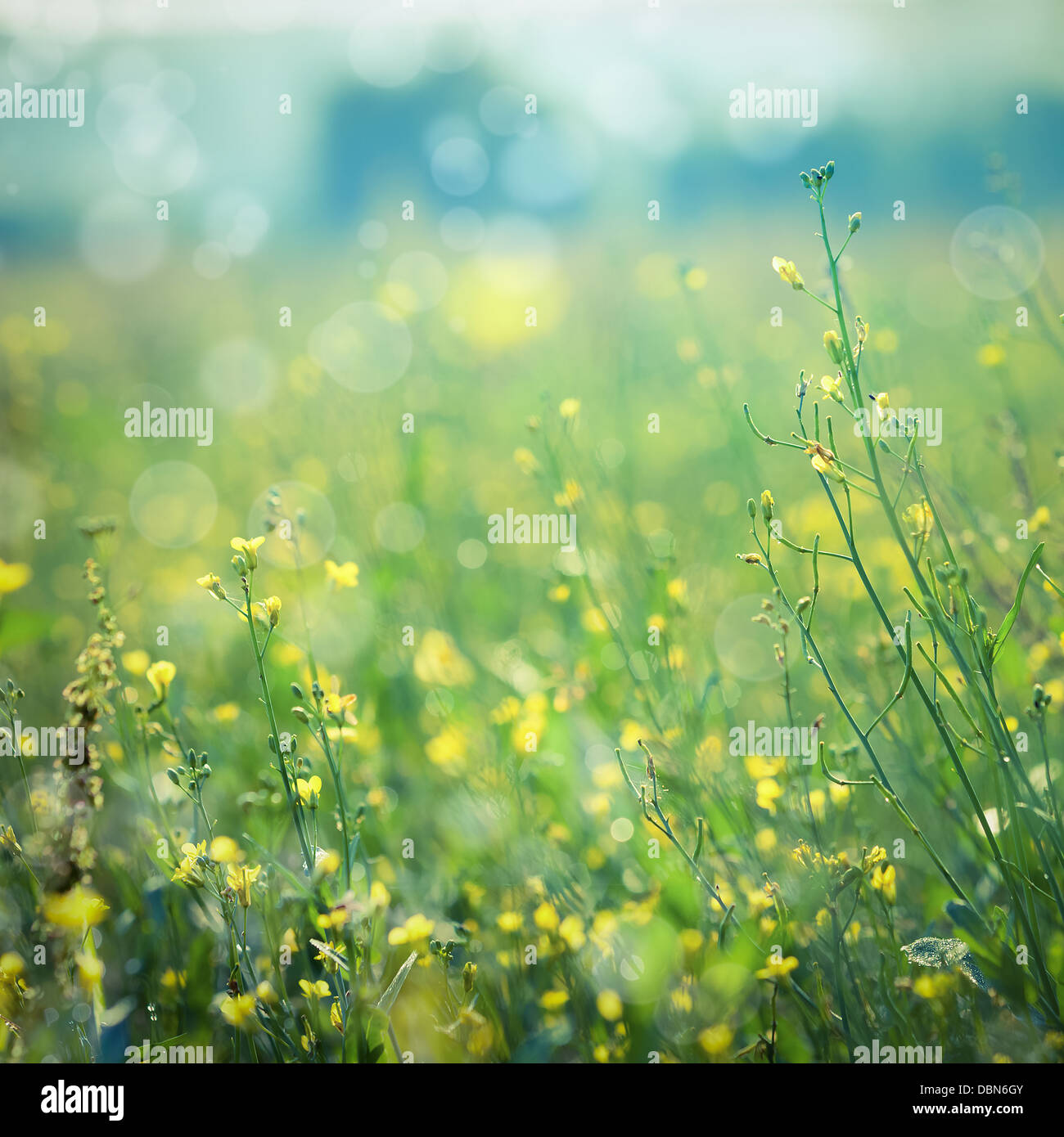 Yellow flowers texture hires stock photography and images Alamy