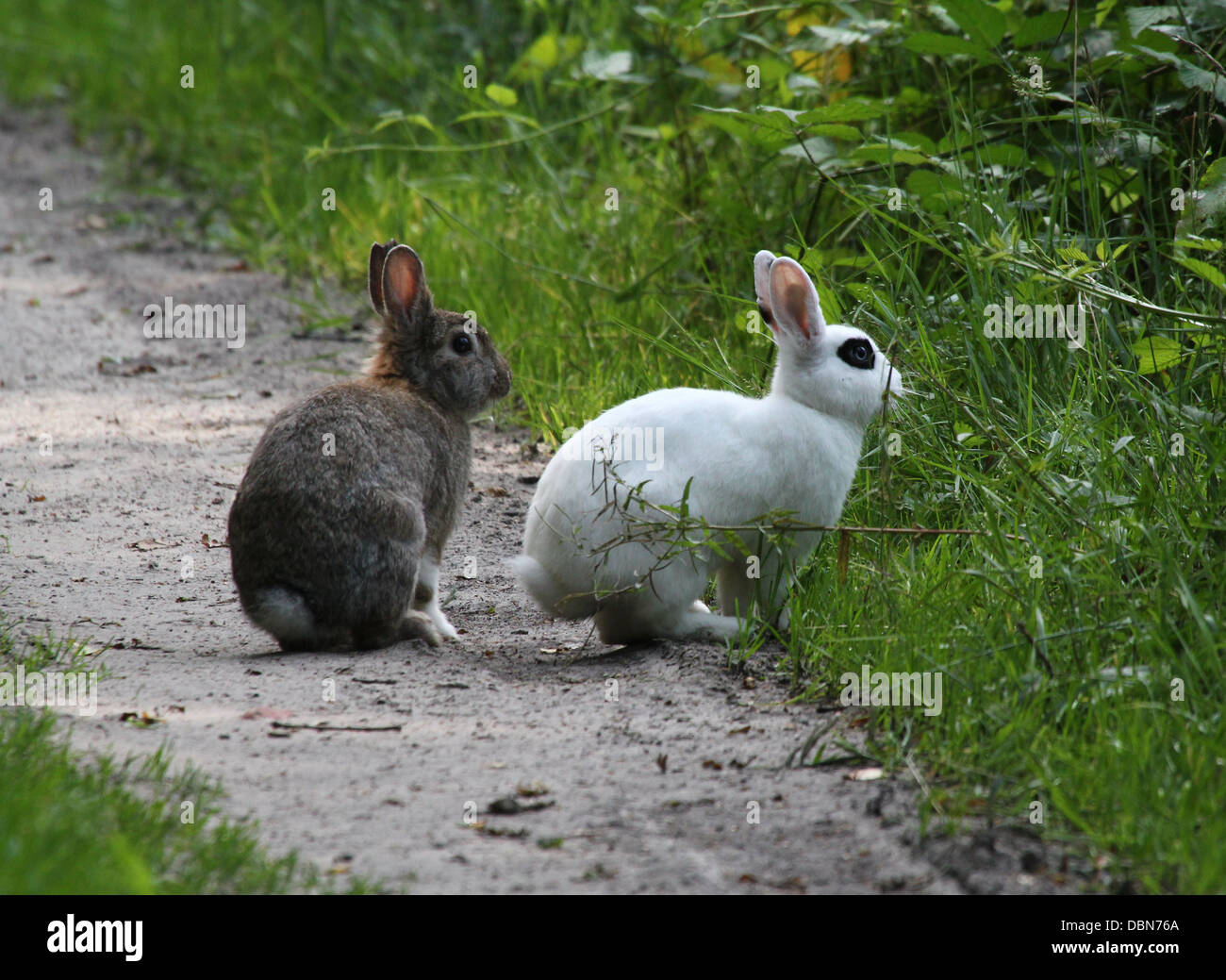 Series of very detailed closeups of wild rabbits (Oryctolagus