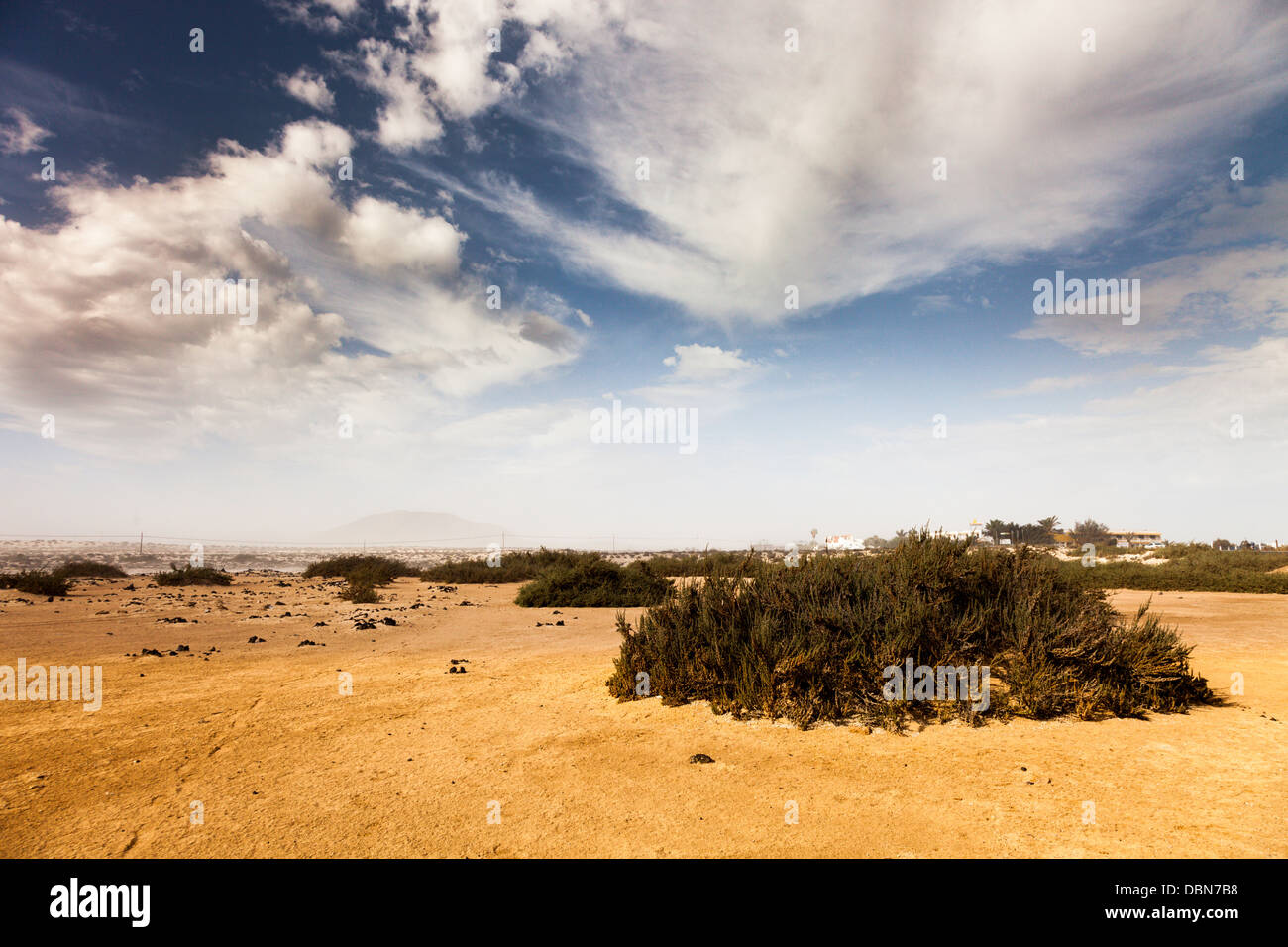 desert with vegetation Stock Photo
