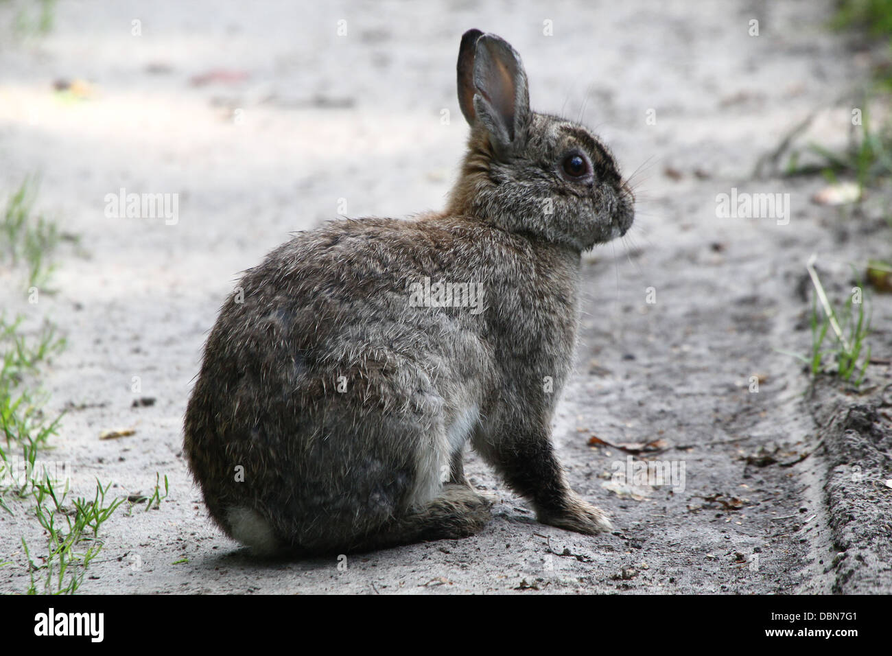 Rabbit eye hi-res stock photography and images - Alamy