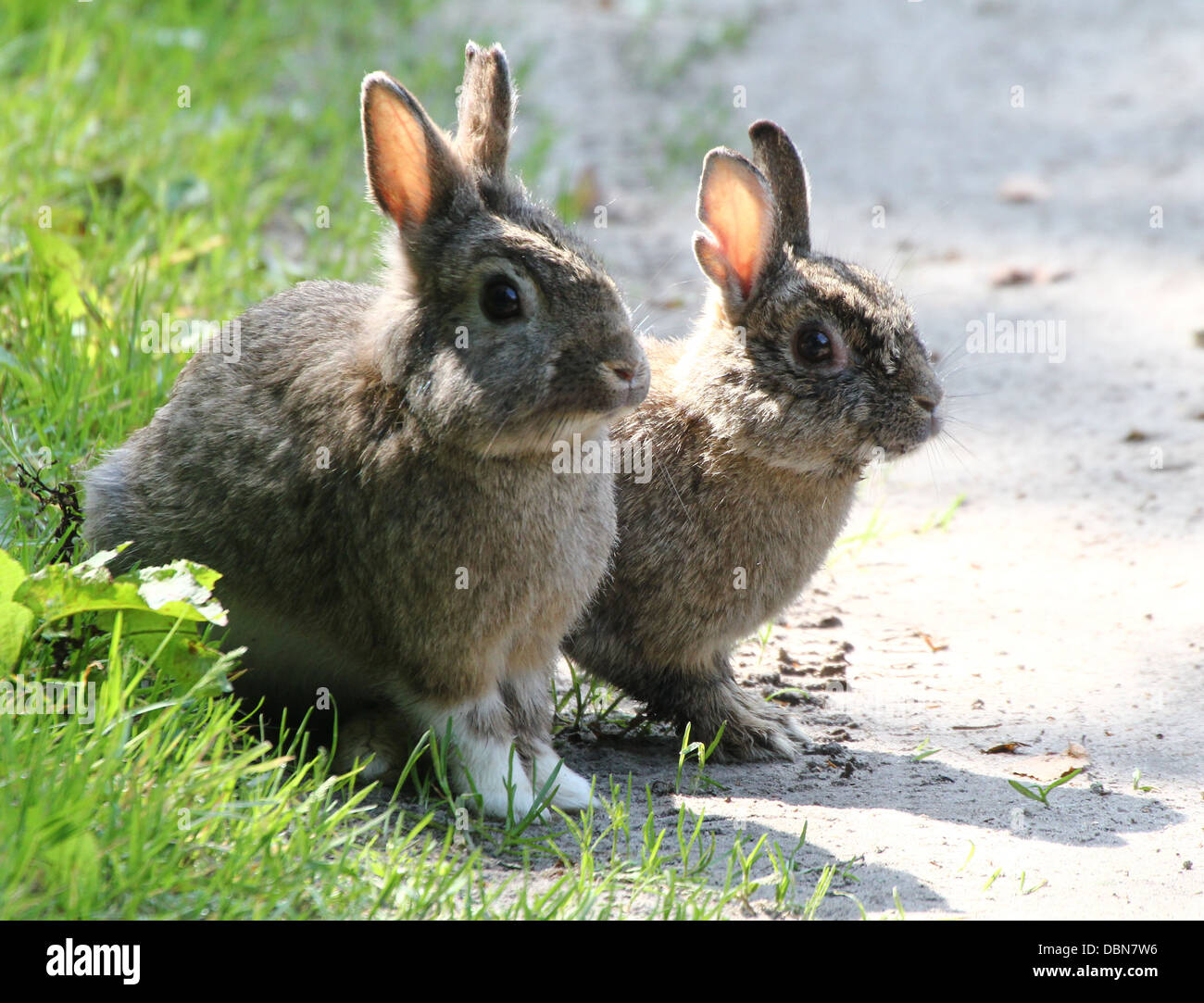 Two very cute wild rabbits (Oryctolagus cuniculus) posing together