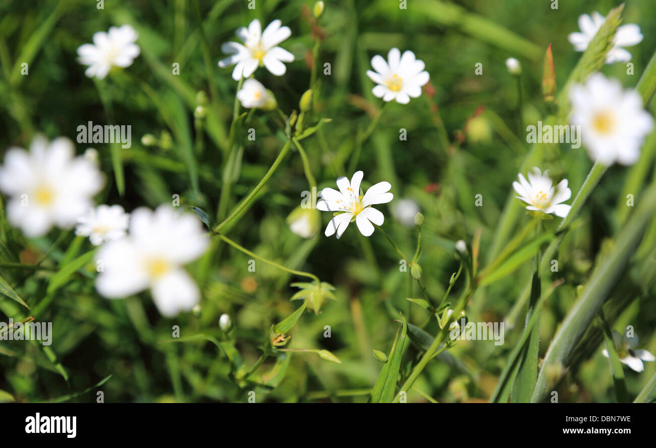 White chamomile in meadow field hi-res stock photography and images - Alamy