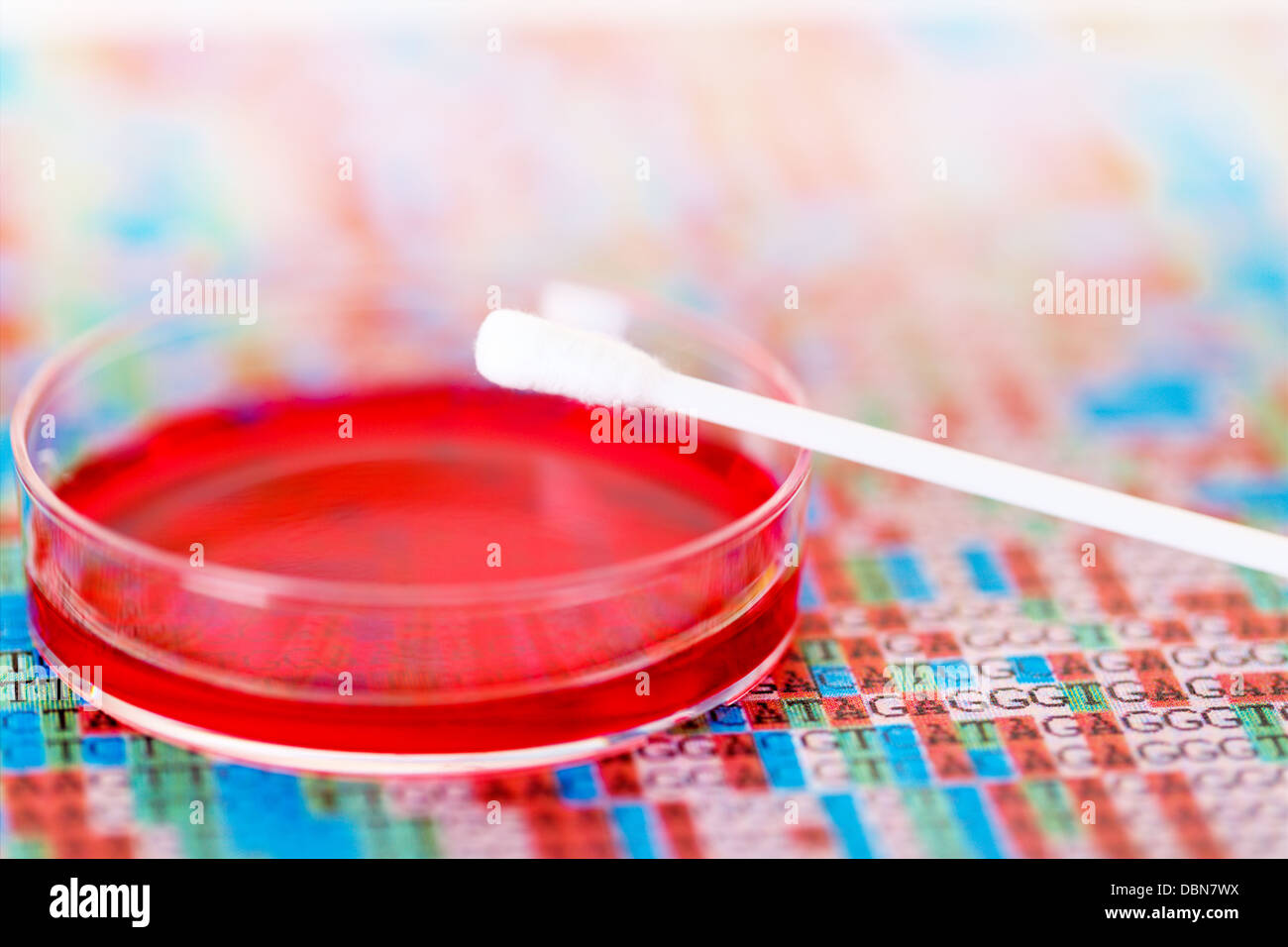 cotton swab to take a sample of DNA Stock Photo
