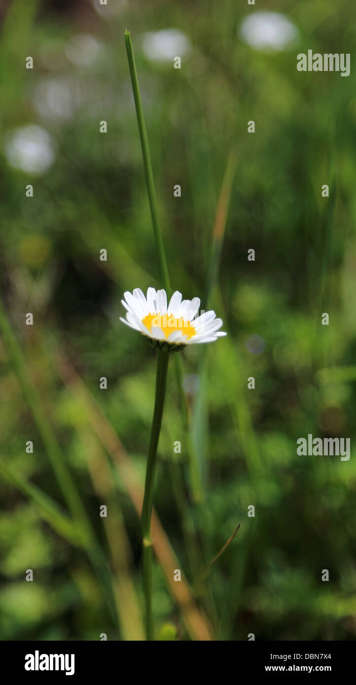 Meadow chamomile hi-res stock photography and images - Alamy
