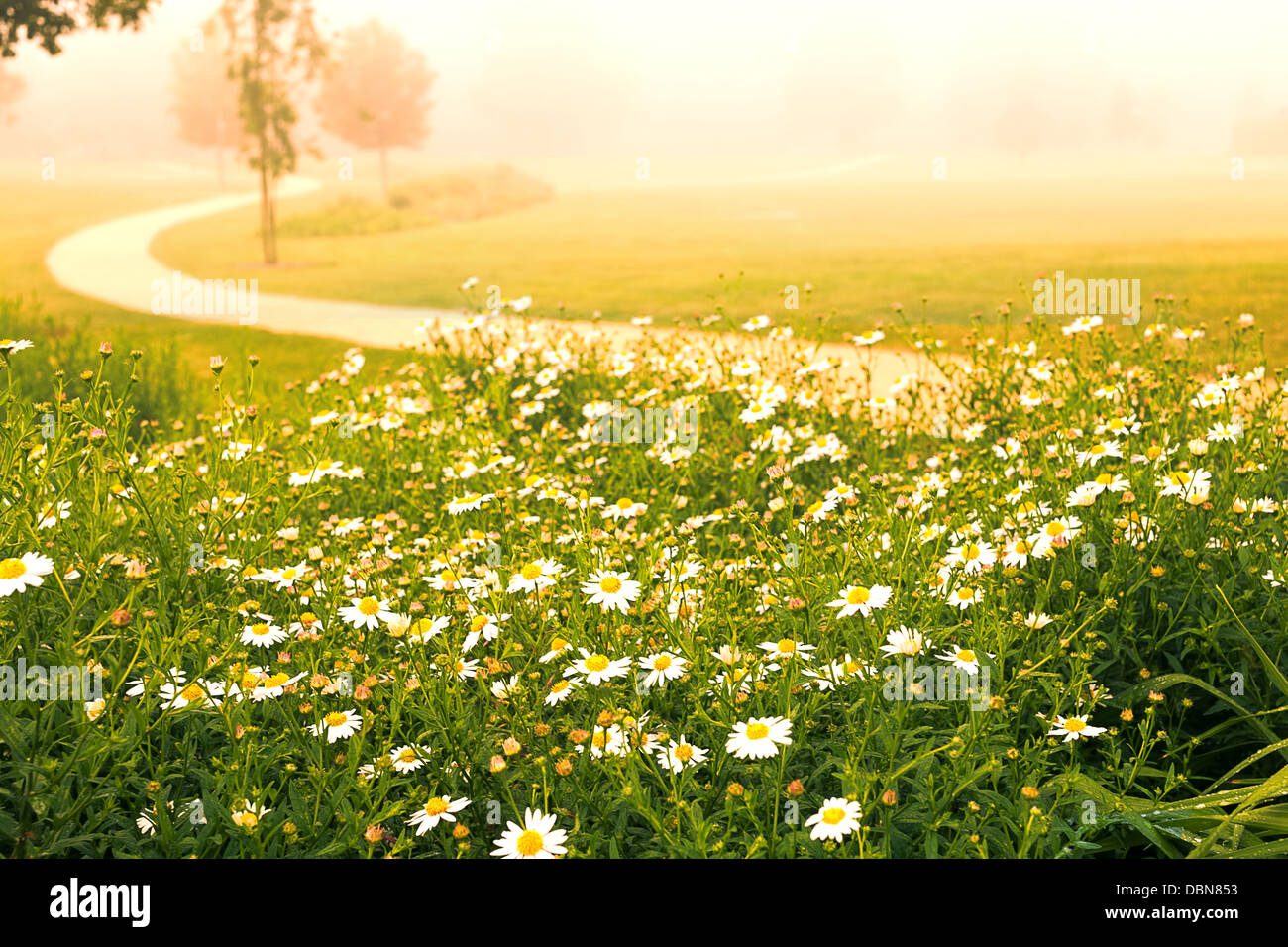 blooming daisies on summer field Stock Photo