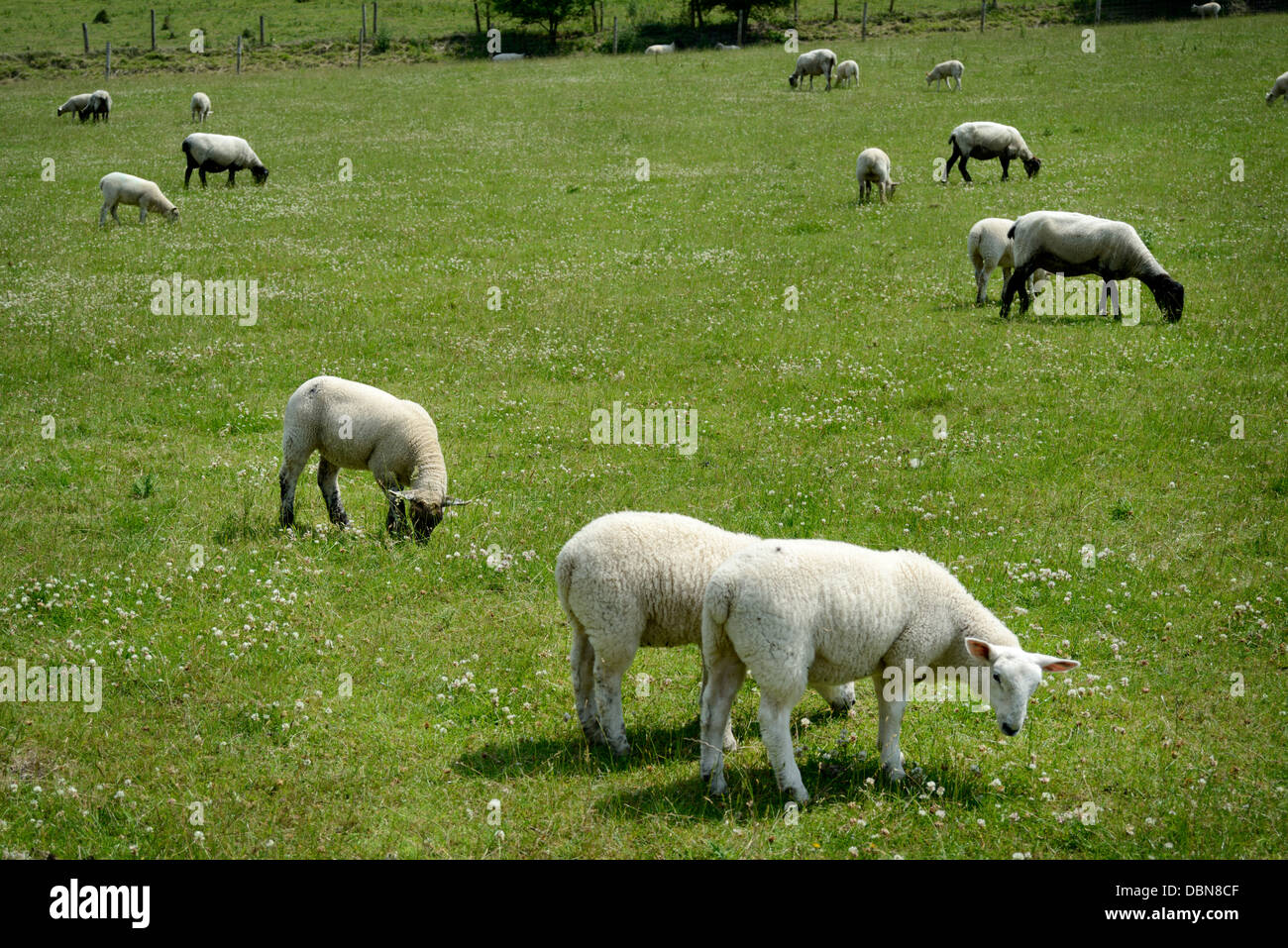 Sheep in a field grazing Stock Photo - Alamy