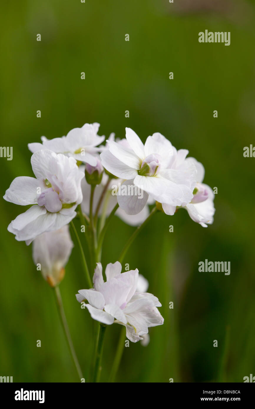 Cuckoo Flower; Cardamine pratensis; Double Flower; Cornwall; UK Stock Photo