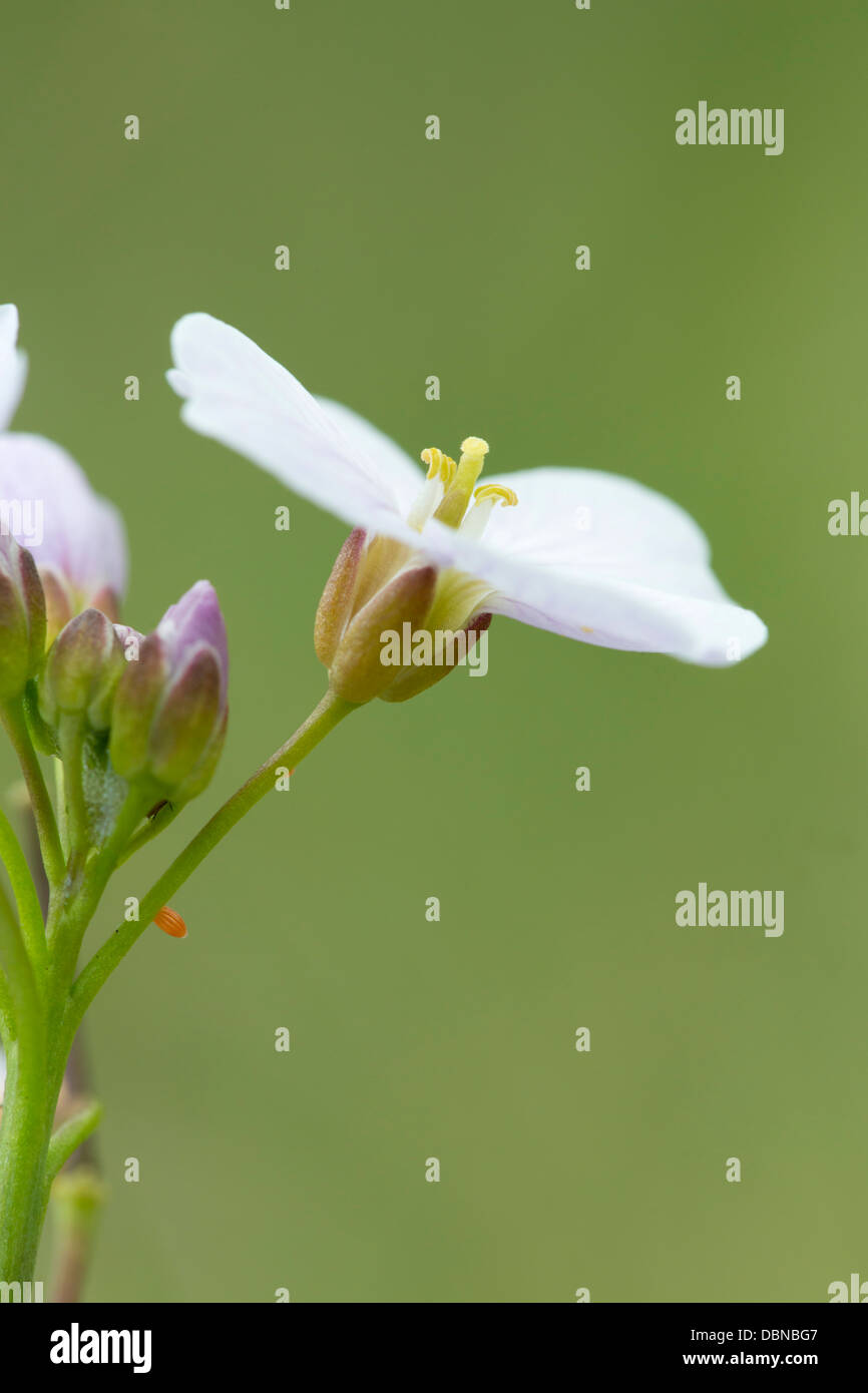 Cuckoo Flower; Cardamine pratensis; with Orange Tip Butterfly Egg; UK Stock Photo