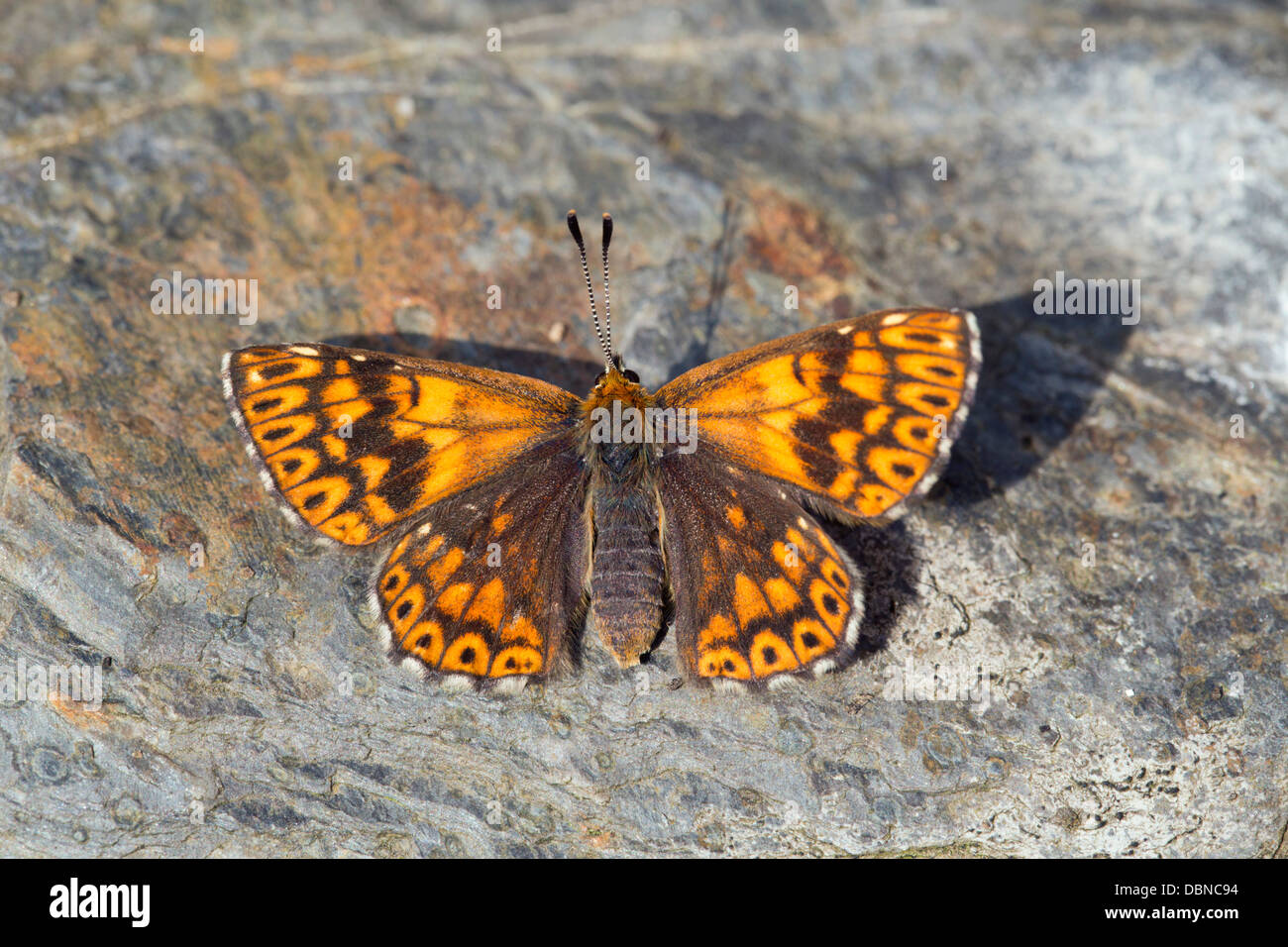 Duke of Burgundy Fritillary Butterfly; Hamearis lucina; UK Stock Photo