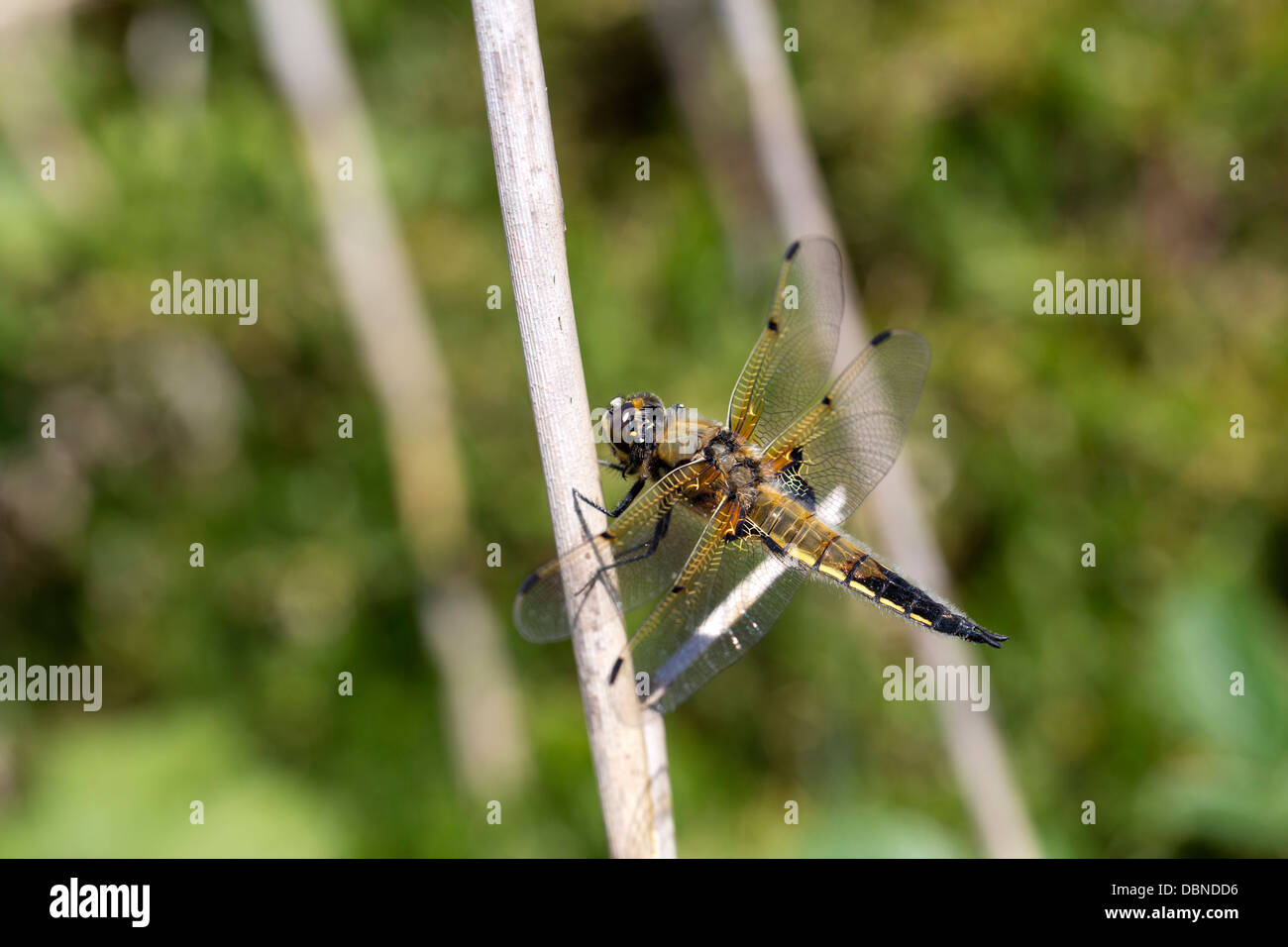 Four Spotted Chaser; Libellula quadrimaculata; Dragonfly; Cornwall; UK Stock Photo