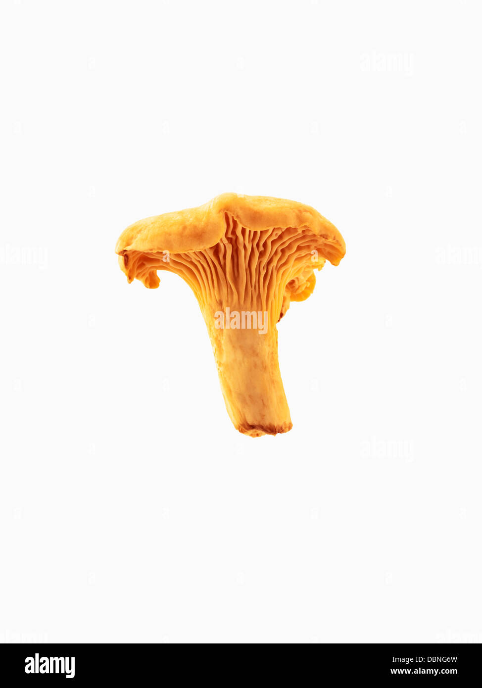 Golden chanterelle hires stock photography and images Alamy