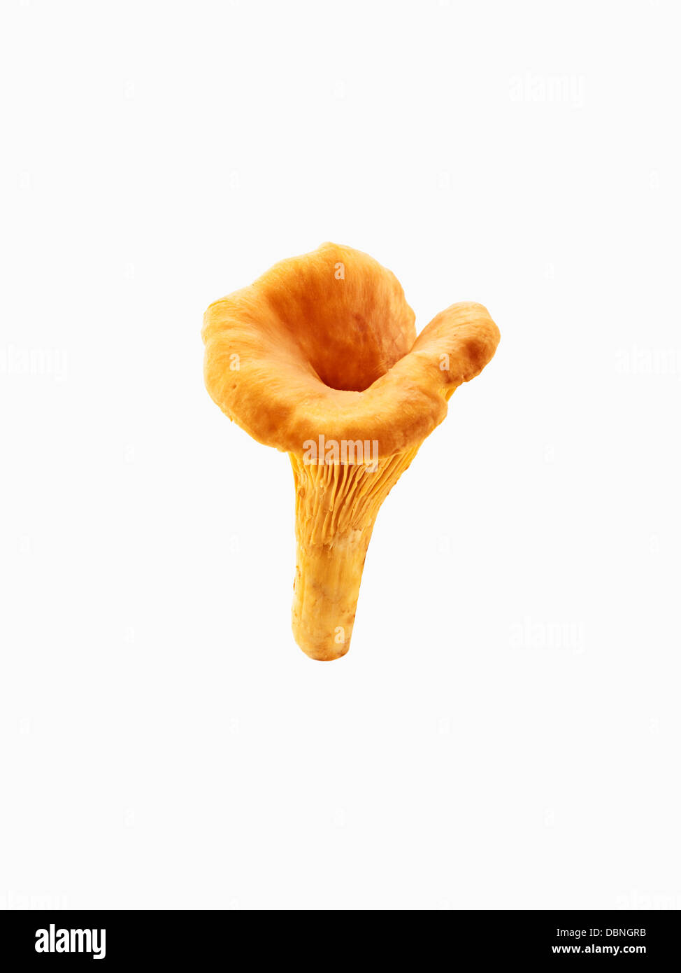 Golden chanterelle hires stock photography and images Alamy