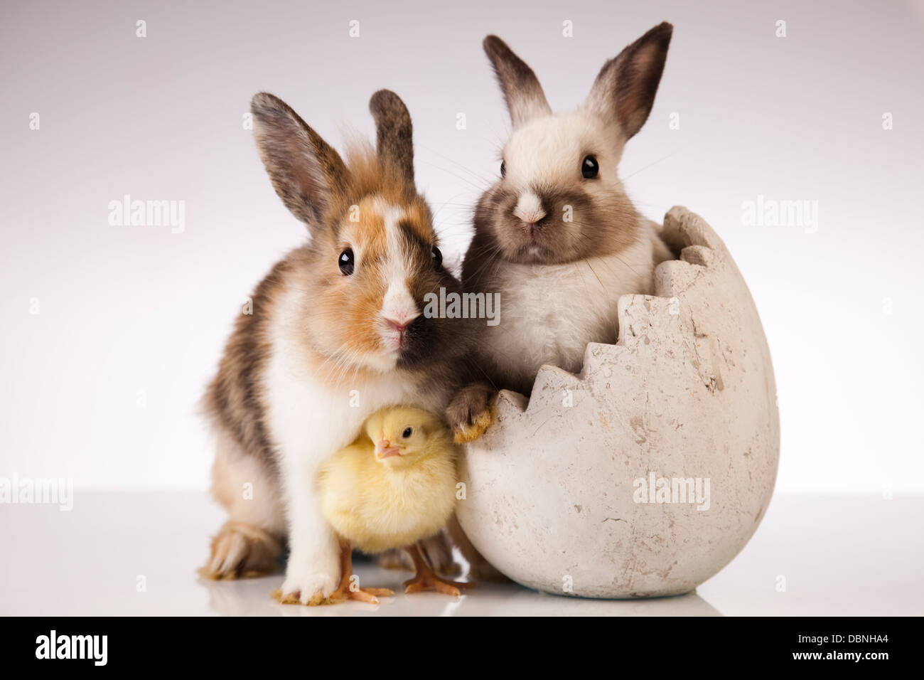 Chick in bunny Stock Photo