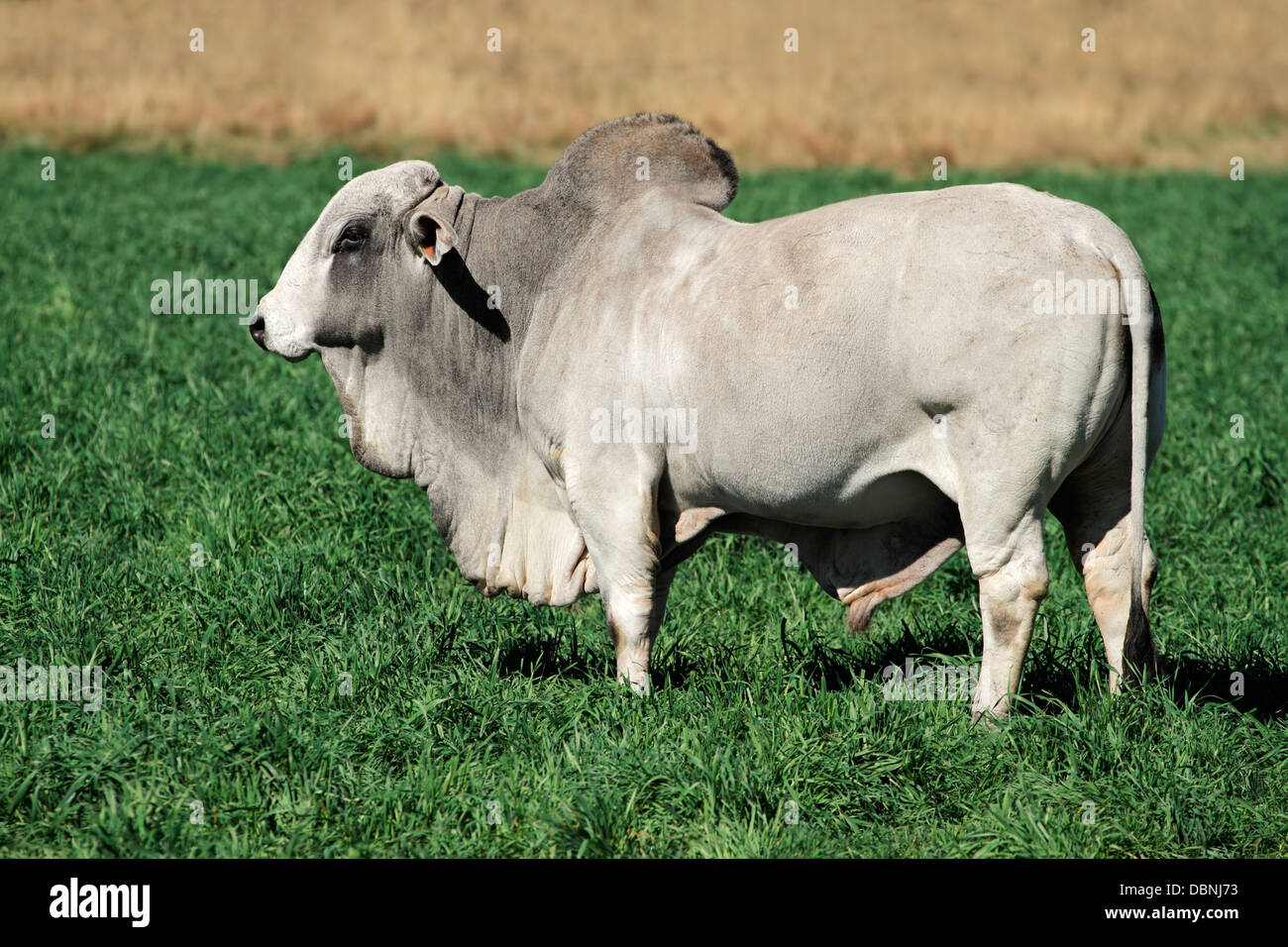 Large white Brahman bull on green pasture Stock Photo