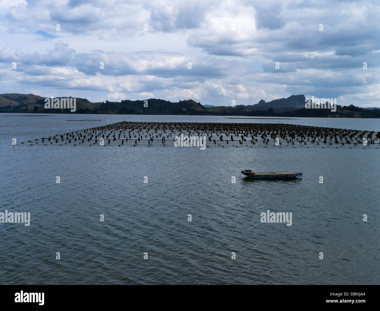 dh WHANGAROA NEW ZEALAND New Zealand Oyster farm Stock Photo Alamy