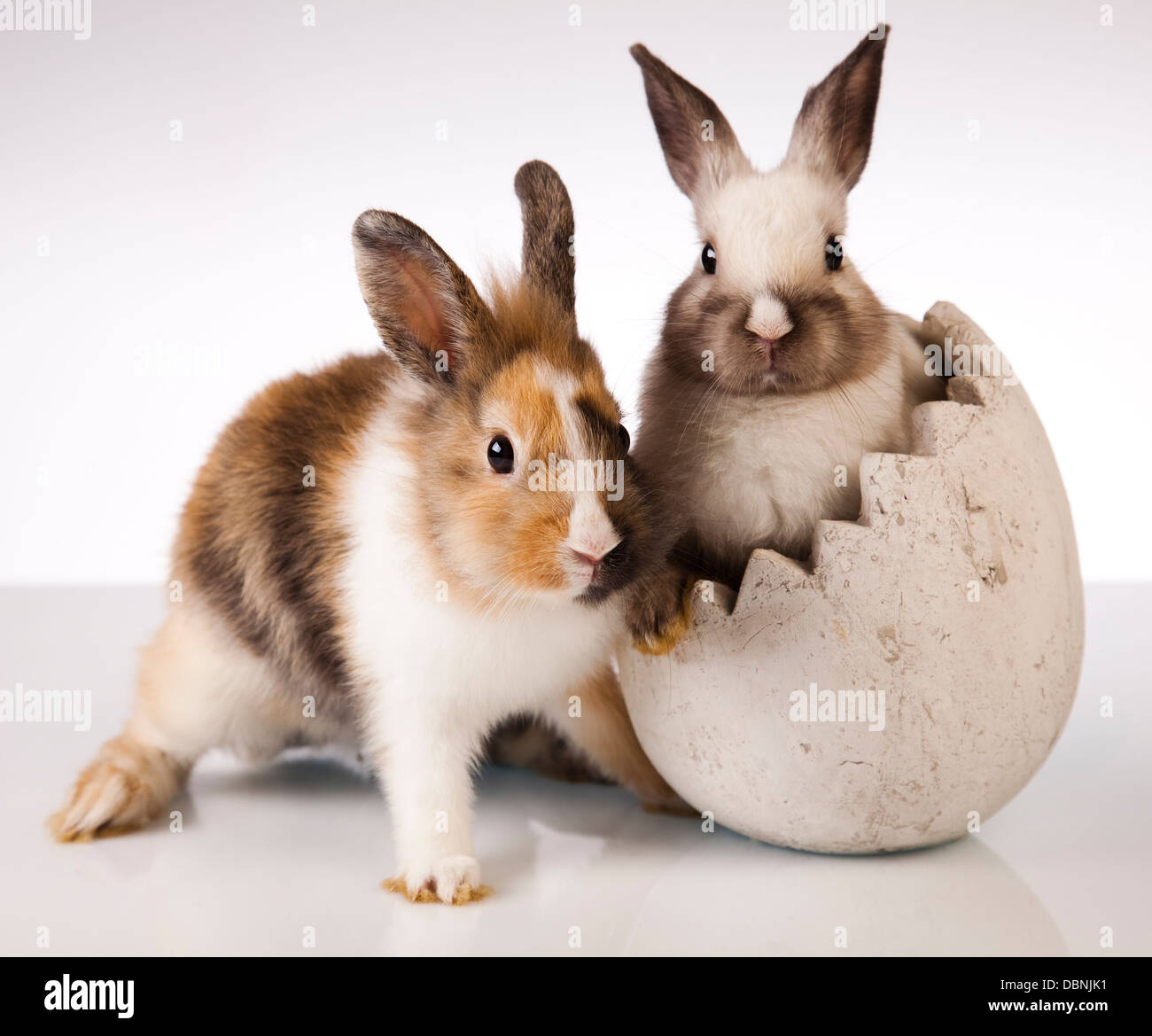 Bunny, rabbit Stock Photo