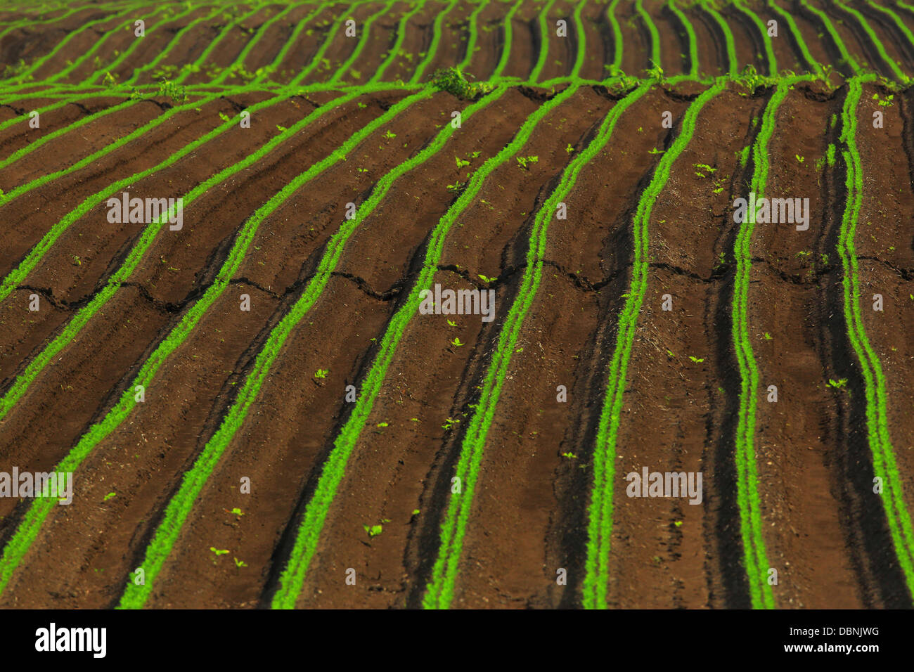 Carrot Field, Croatia, Slavonia, Europe Stock Photo