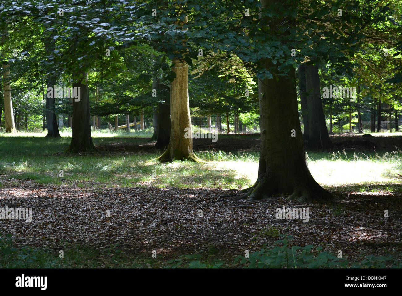 deer garden