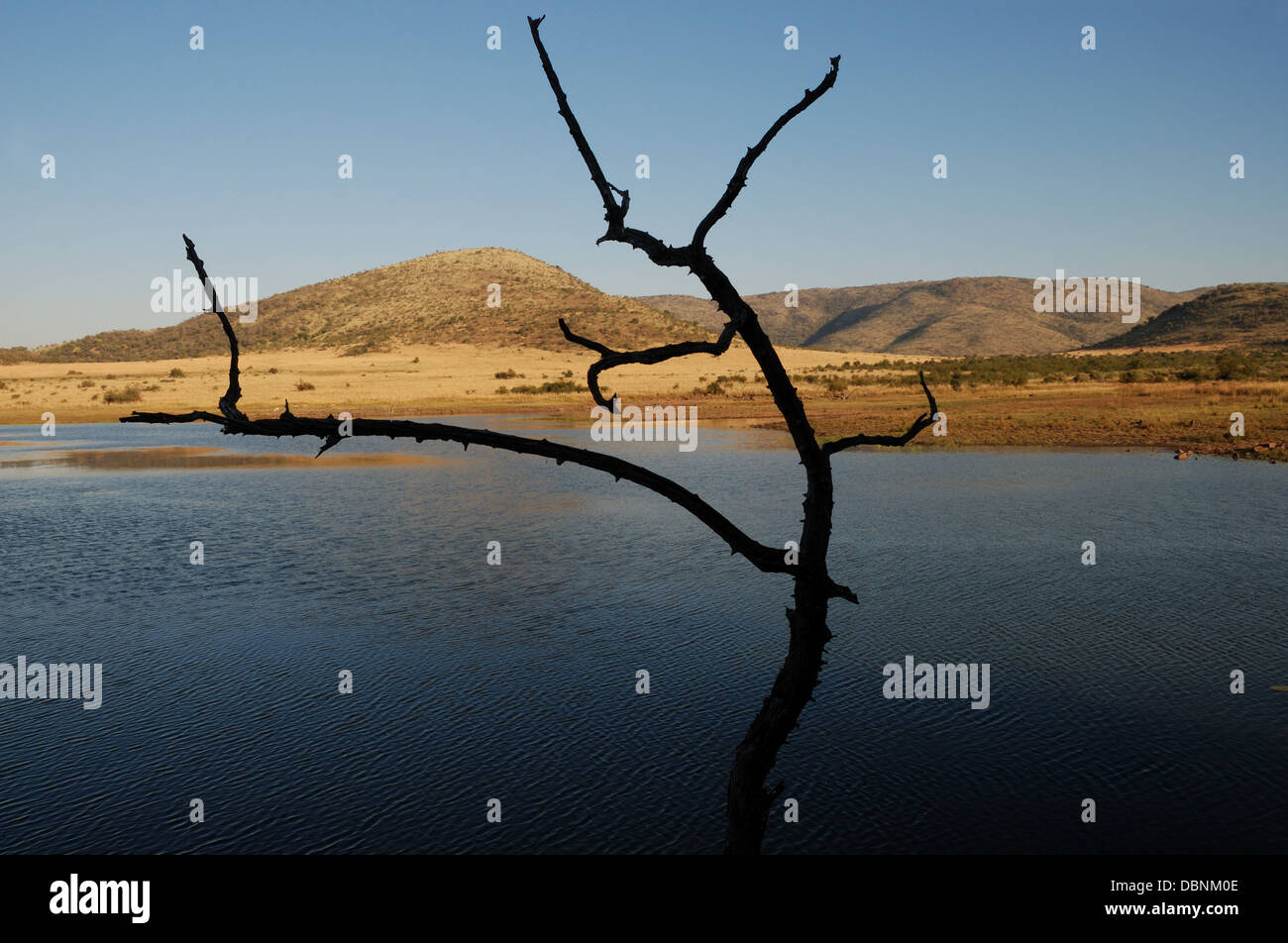 Dead tree overlooking lake at Pilanesberg Game Reserve, South Africa. Stock Photo