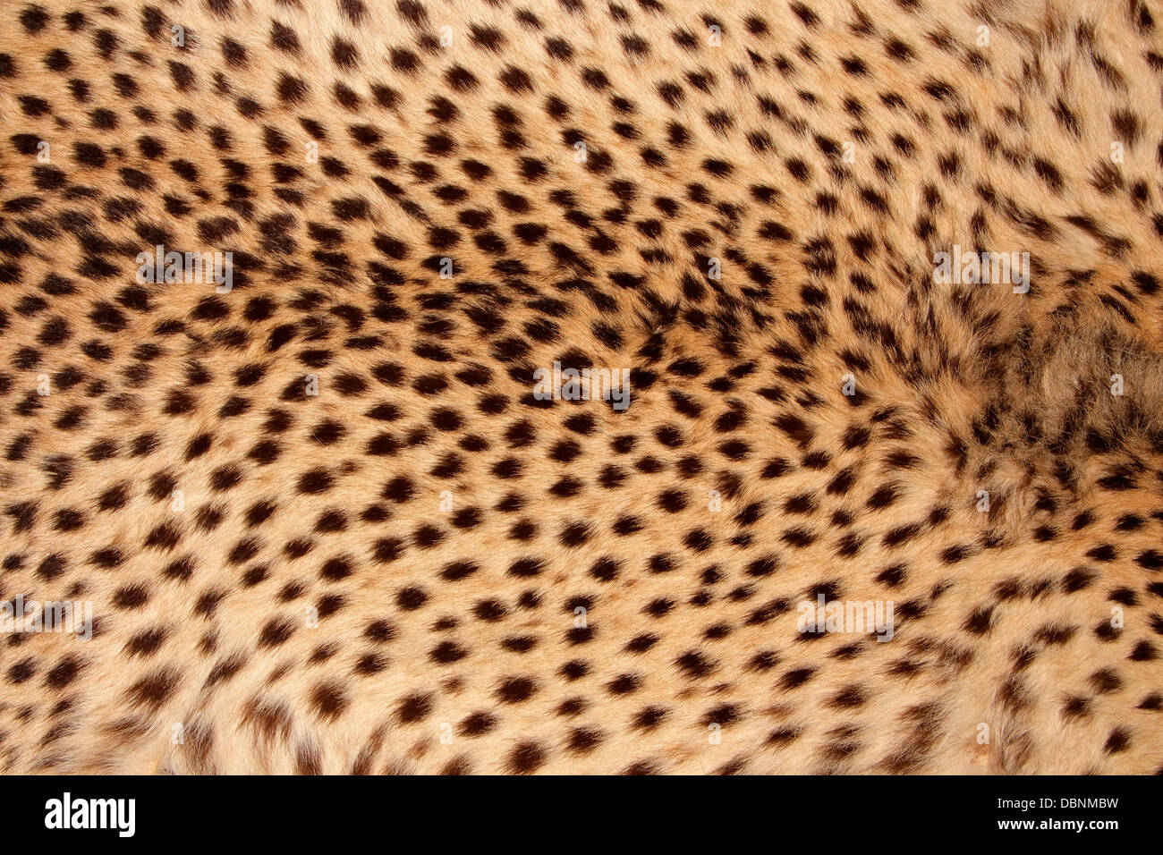 Close-up view of the skin of a cheetah (Acinonyx jubatus) Stock Photo