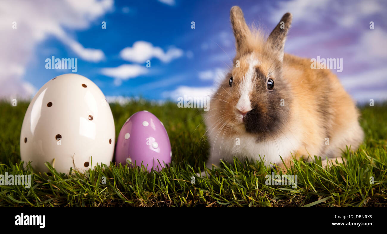 Baby bunny Stock Photo