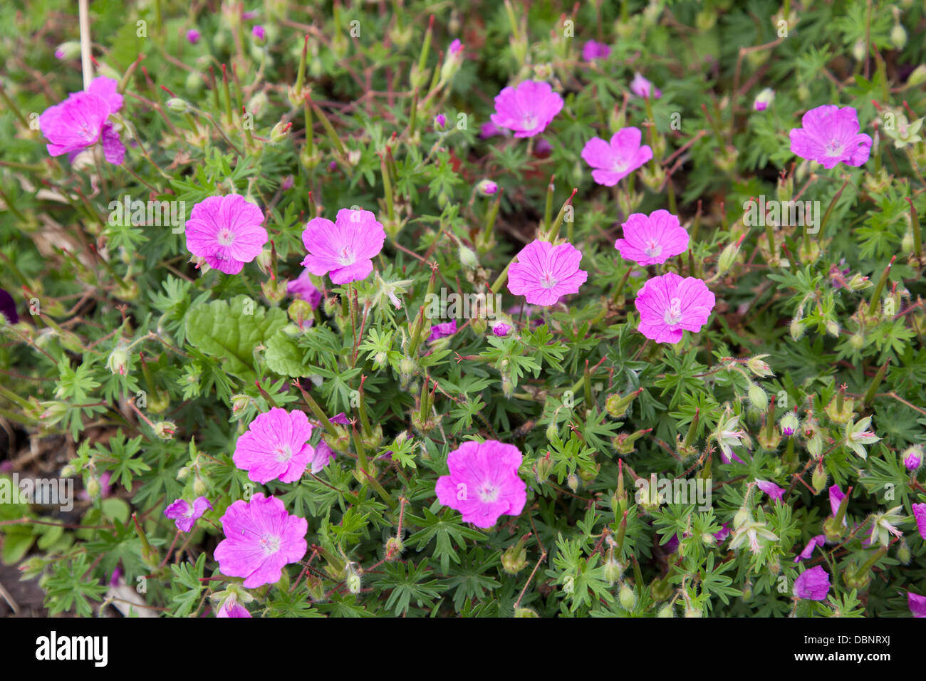 perennial geranium Cerise Pink Stock Photo