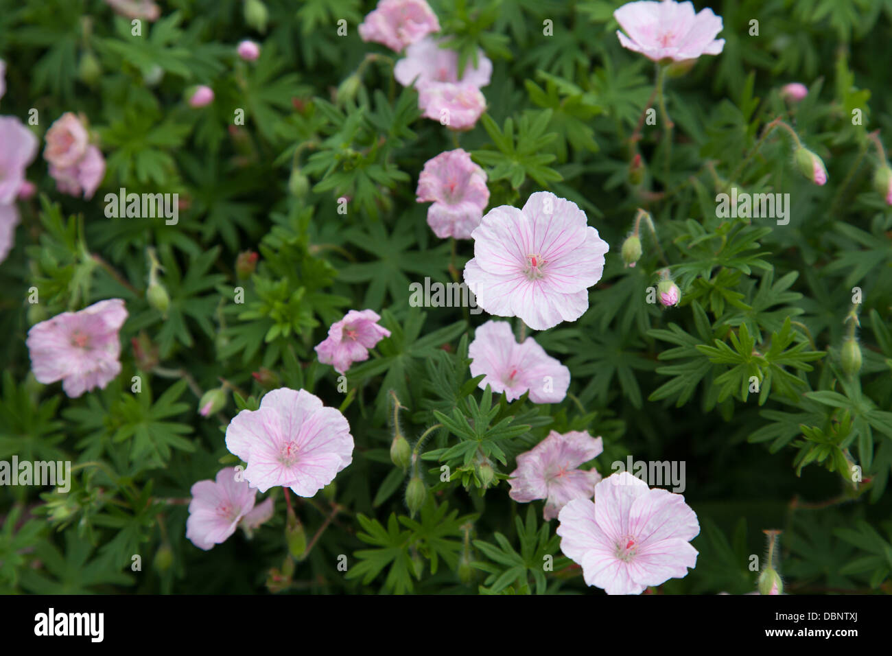 perennial geranium pastel pink Stock Photo