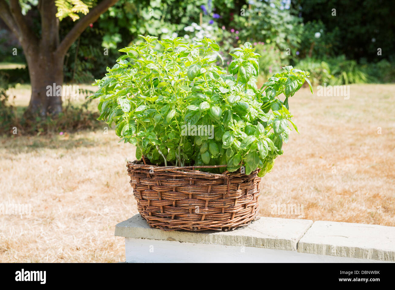 Sweet Basil, Ocimum basilicum, outdoors a small tender herb planted in