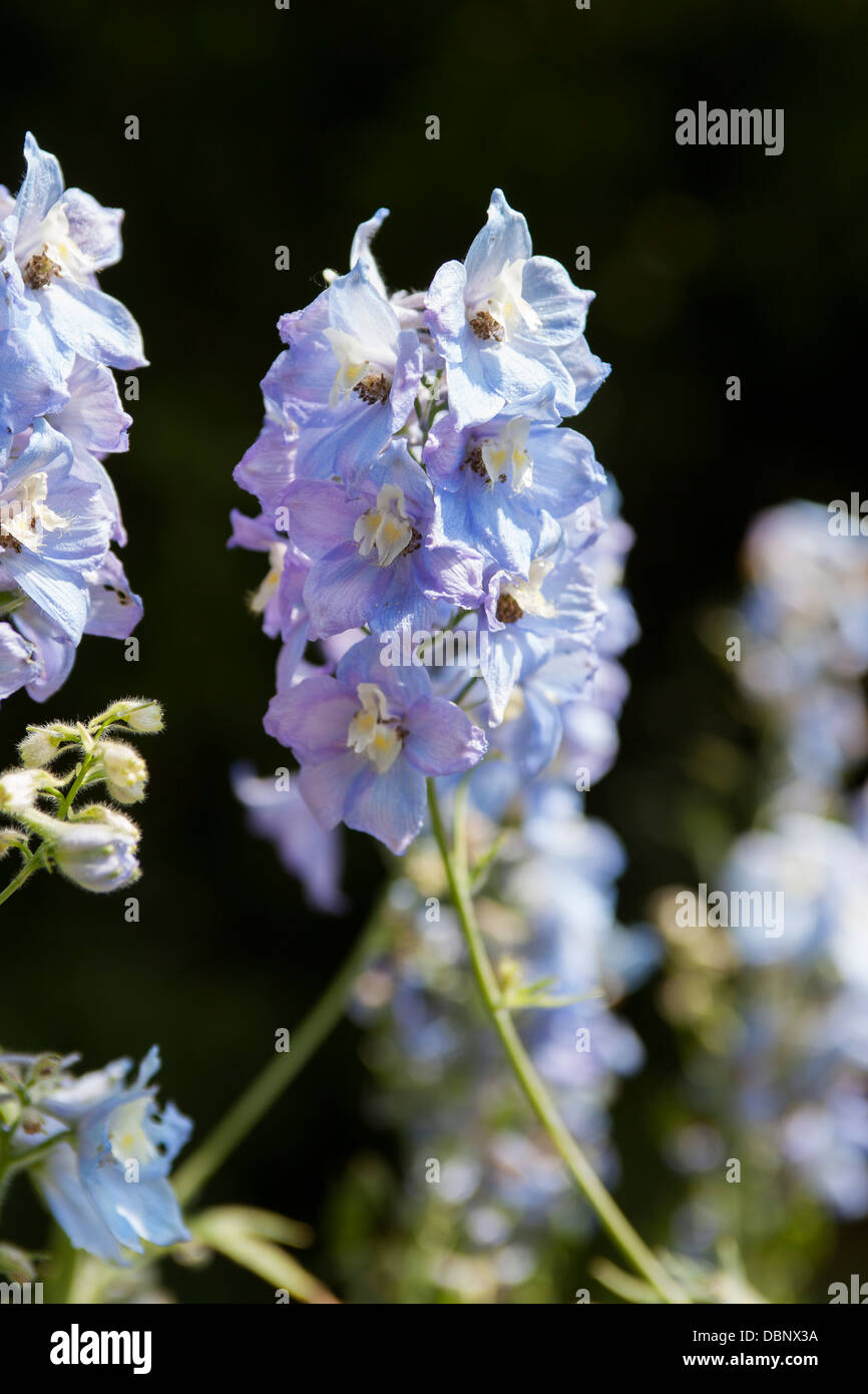 Blue Delphiniums, Ranunculaceae, a beautiful Herbaceous Perennial. Stock Photo