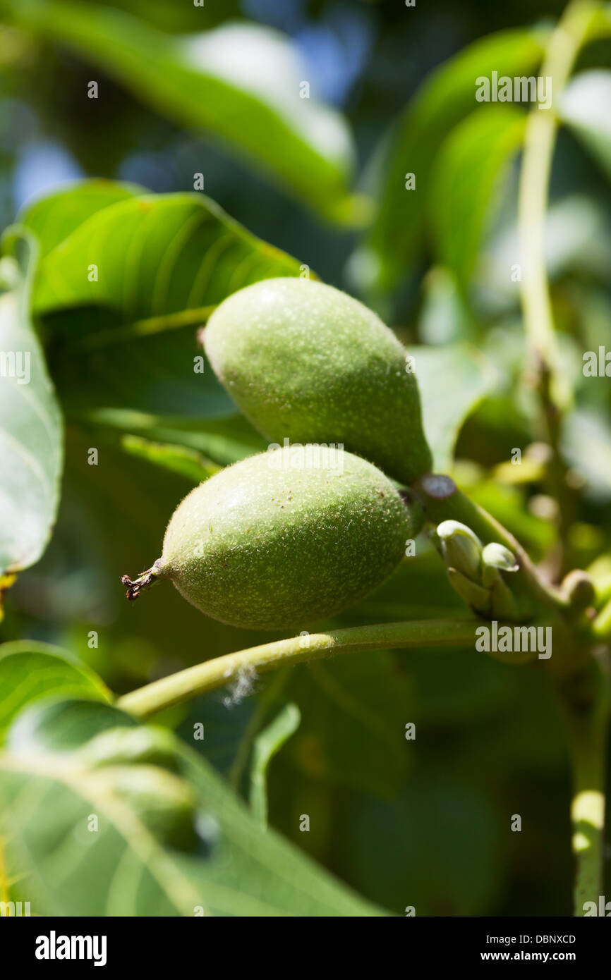 Green English or common walnuts (Juglans regia) on a sunny tree. Stock Photo