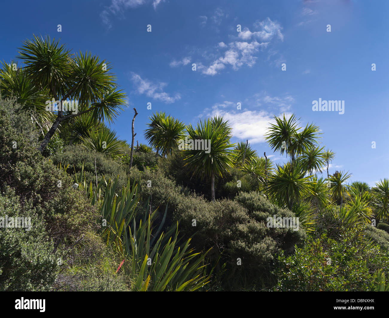 dh CAPE REINGA NEW ZEALAND Palm trees Manuka tea tree bush scrub