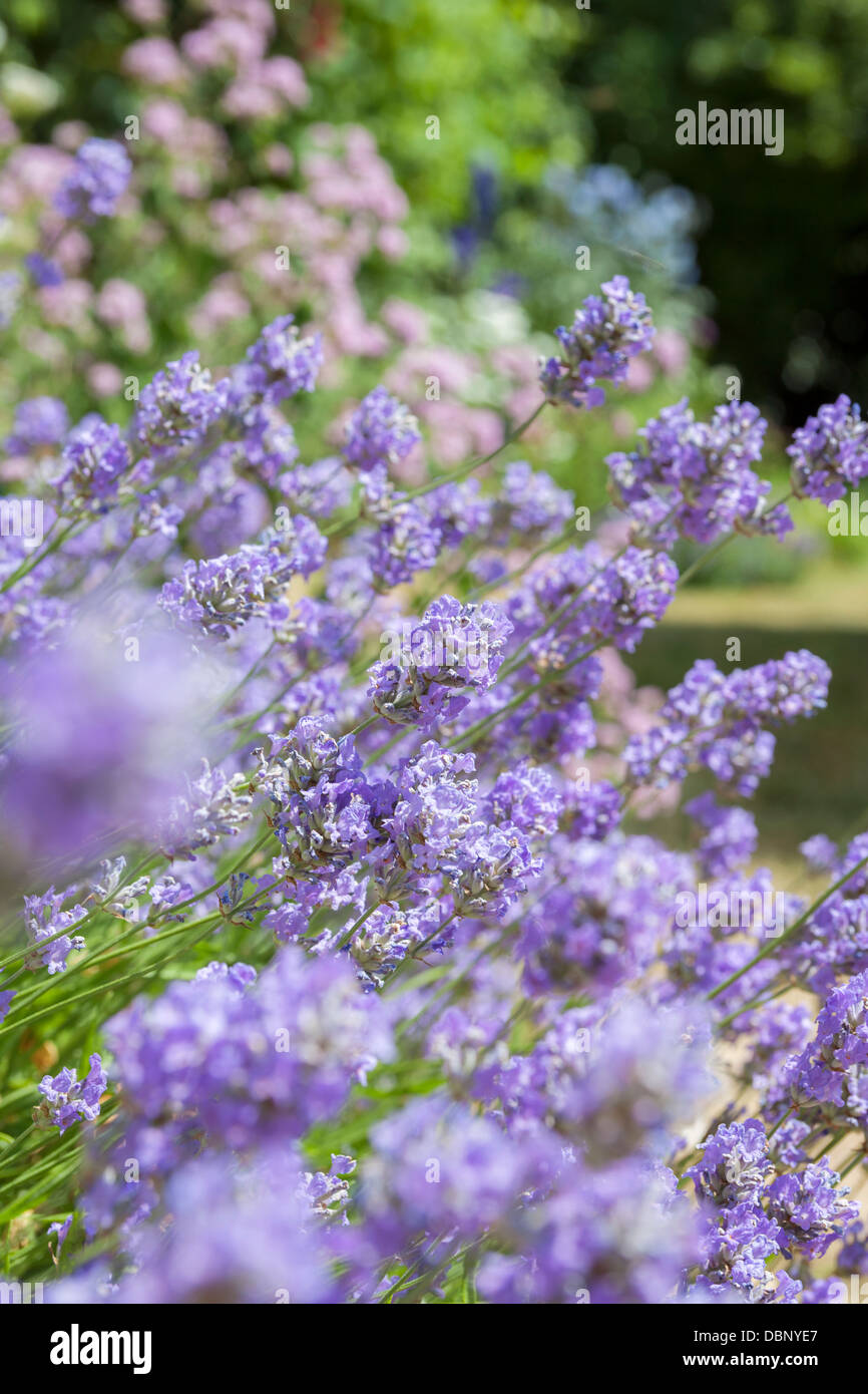 English lavender, 'Hidcote Blue',Lavandula angustifolia, beautifully scented evergreen aromatic shrub with violet-purple flowers Stock Photo