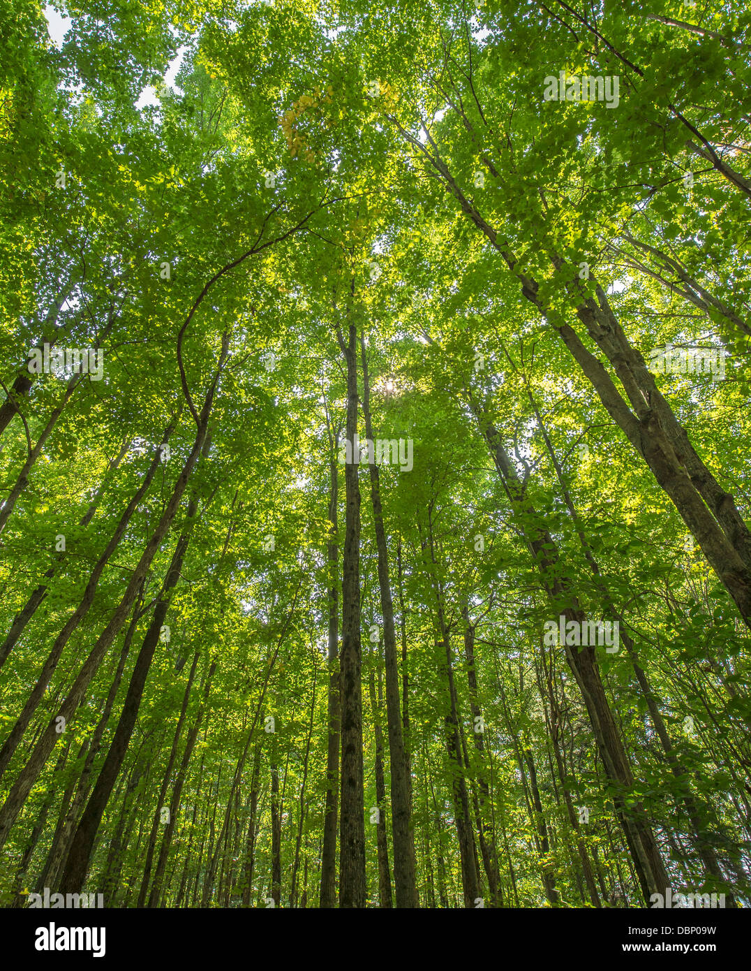 Canopy tree hires stock photography and images Alamy