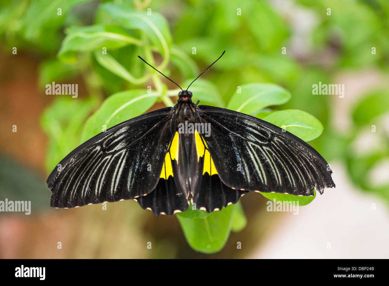 black cattleheart butterfly Stock Photo