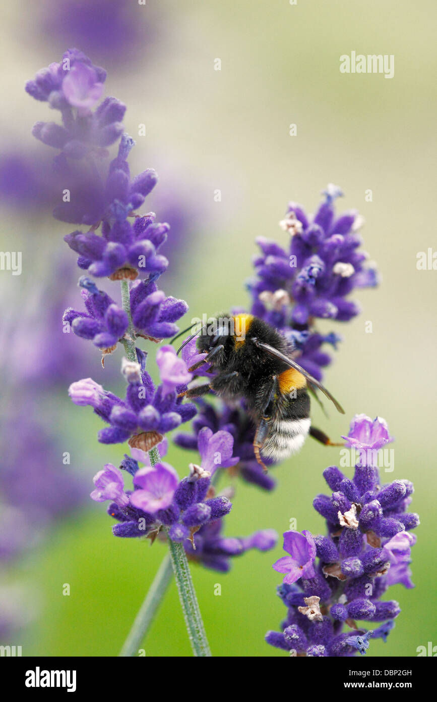 Bumblebee on lavender flower Stock Photo - Alamy