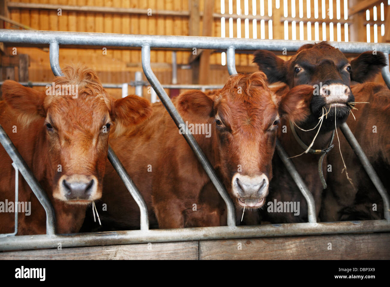 https://c8.alamy.com/comp/DBP3X9/feeding-of-cows-in-cow-shed-DBP3X9.jpg