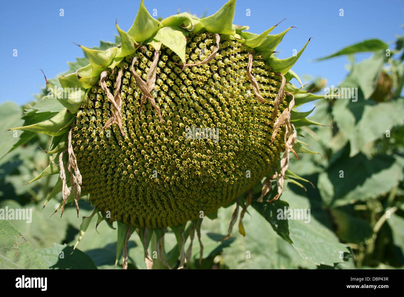 Ripe sunflower hi-res stock photography and images - Alamy