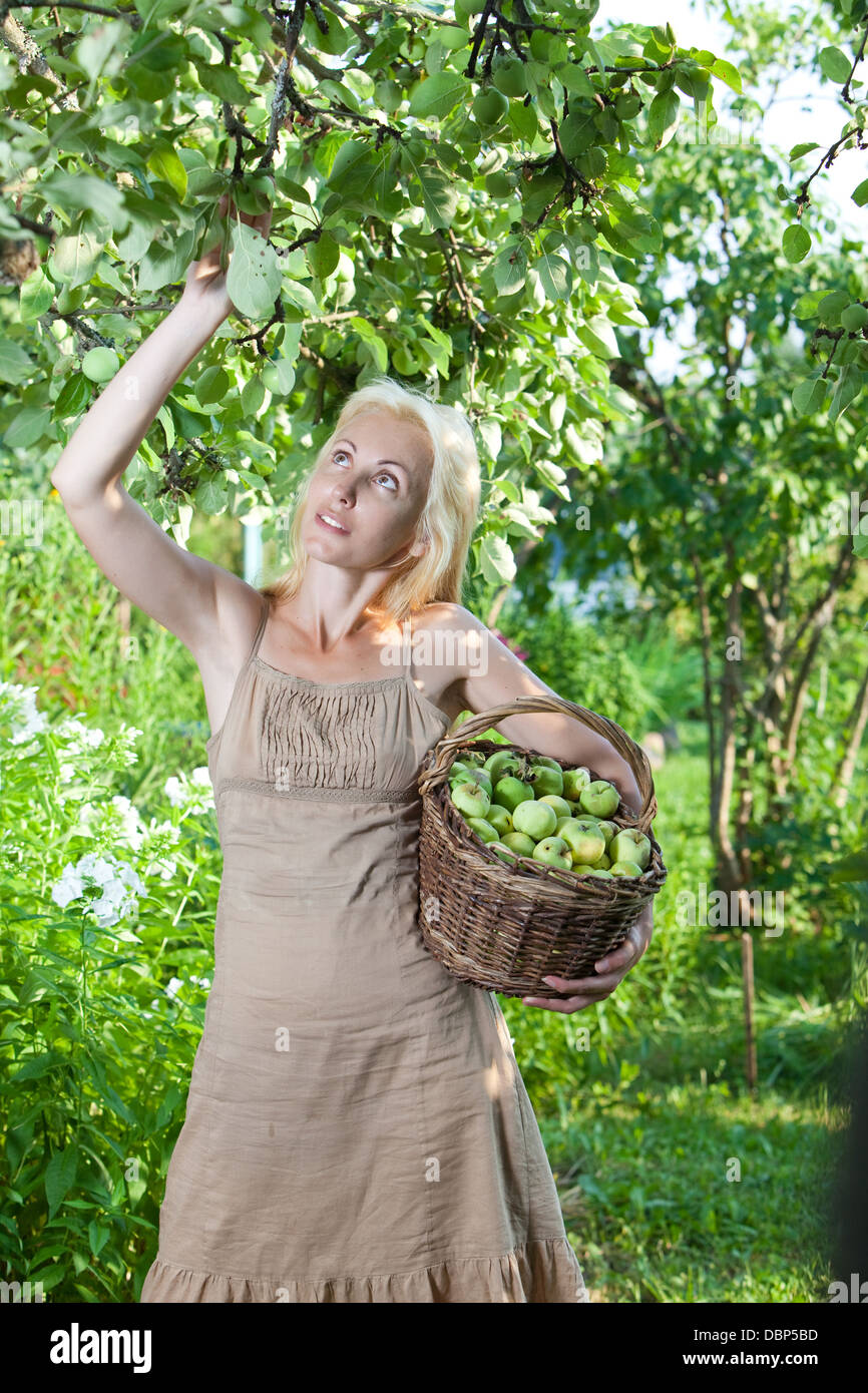 The young attractive woman with a basket of apples in a garden Stock ...