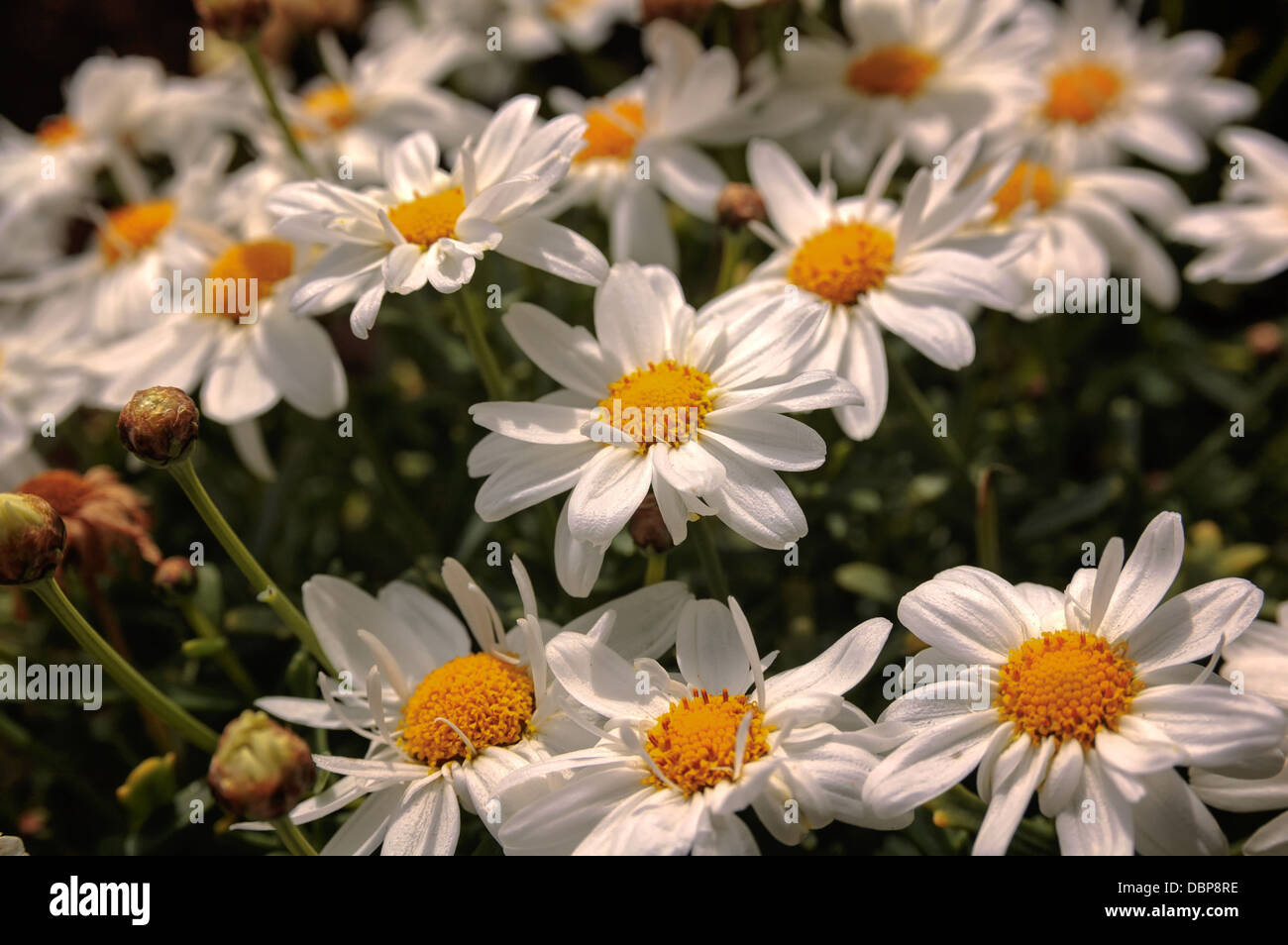 Summerflowers in Stavanger, Rogaland, Norway. Stock Photo
