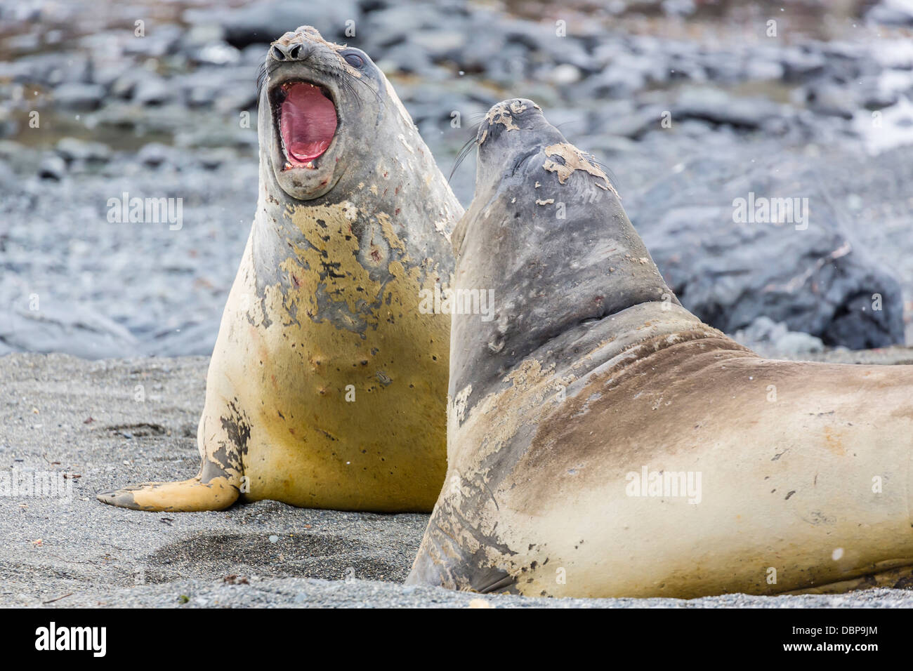 Southern elephant seals (Mirounga leonina) hauled out for their annual ...