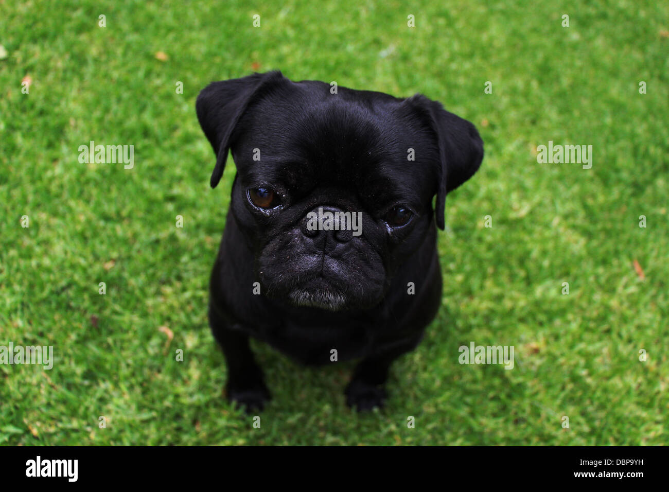 Adorable black pug outdoors with a green grass background Stock Photo ...